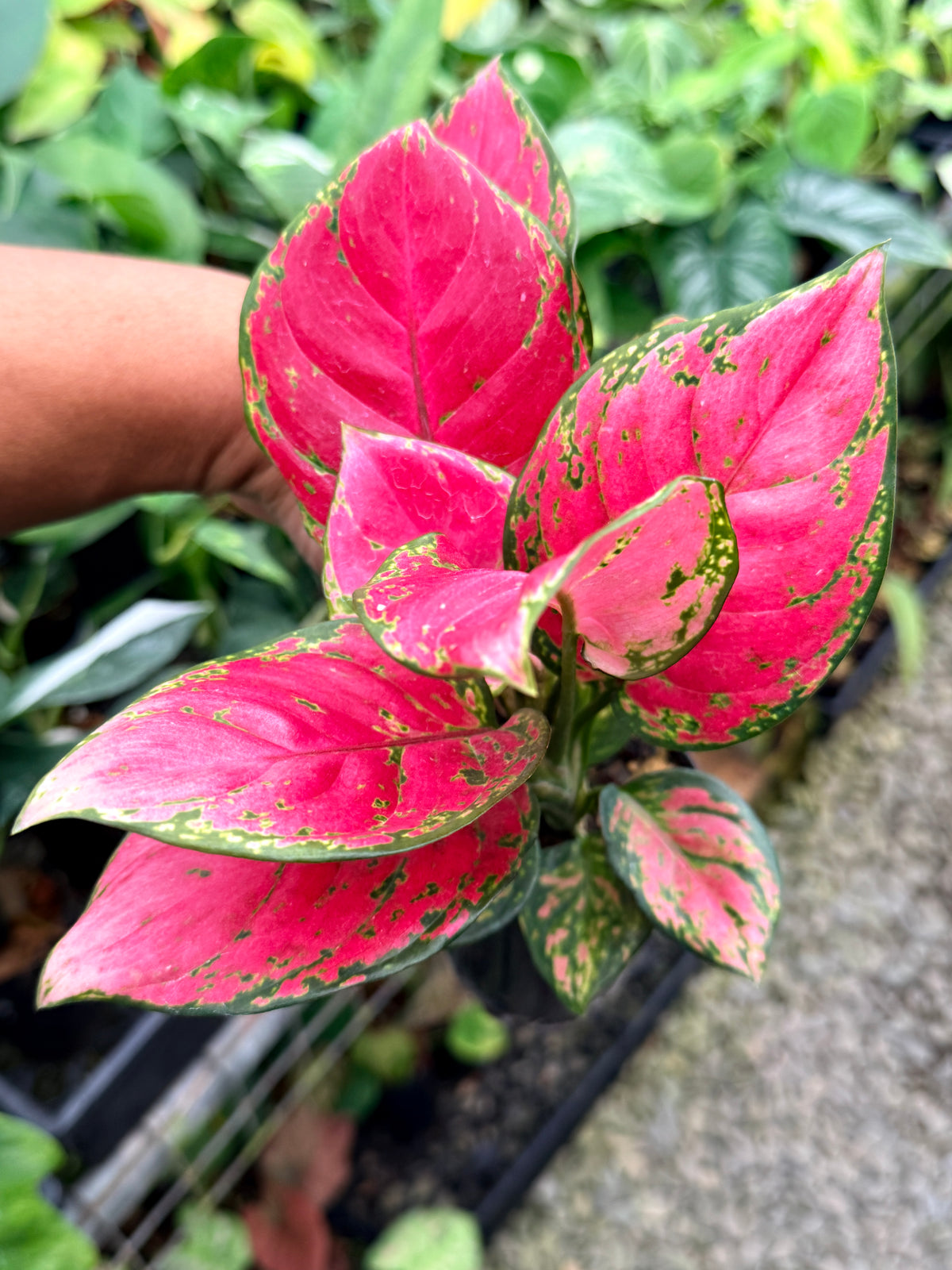Aglaonema 'Red Unyamanee' M52