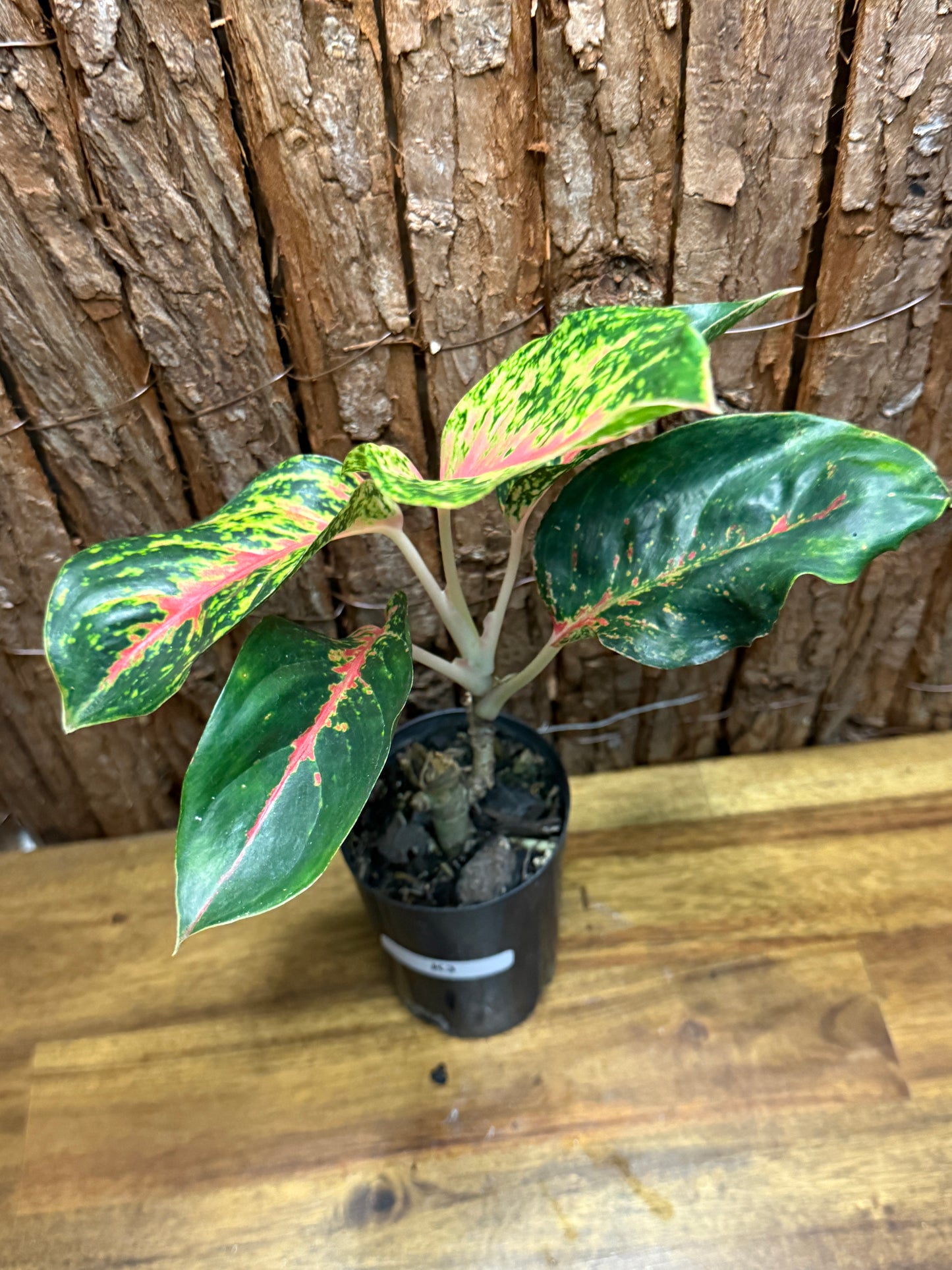 Aglaonema Red Boxer K3