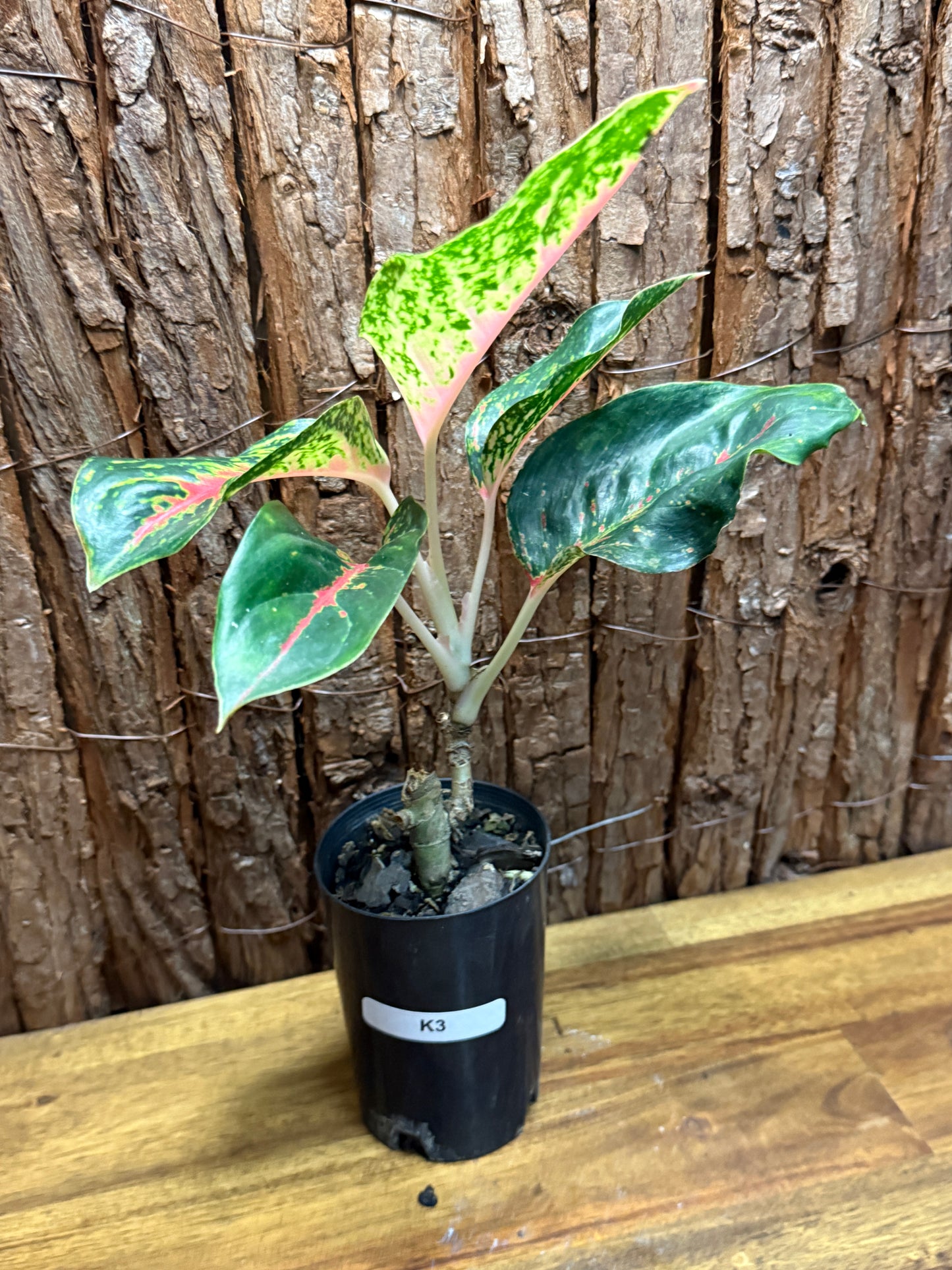 Aglaonema Red Boxer K3