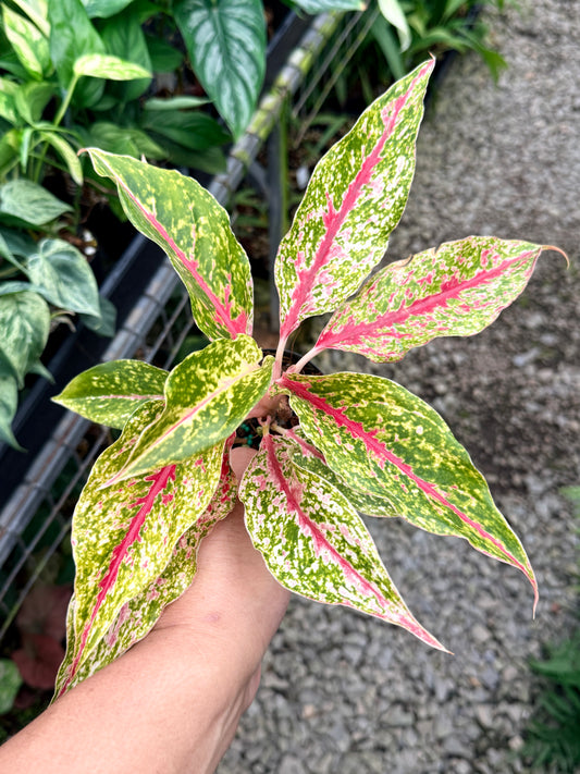 Aglaonema 'Night Sparkle' M61
