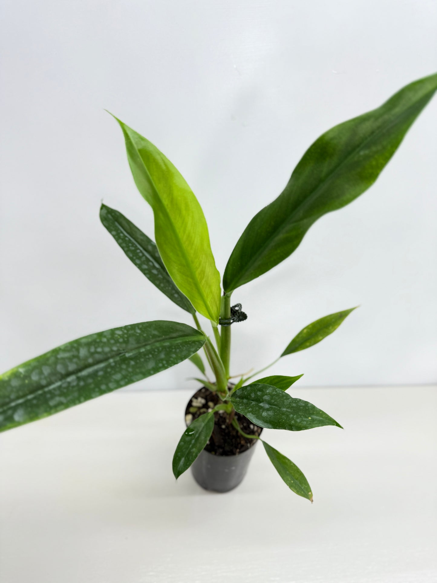 Philodendron Barrosoanum - Best Pick of the Crop!