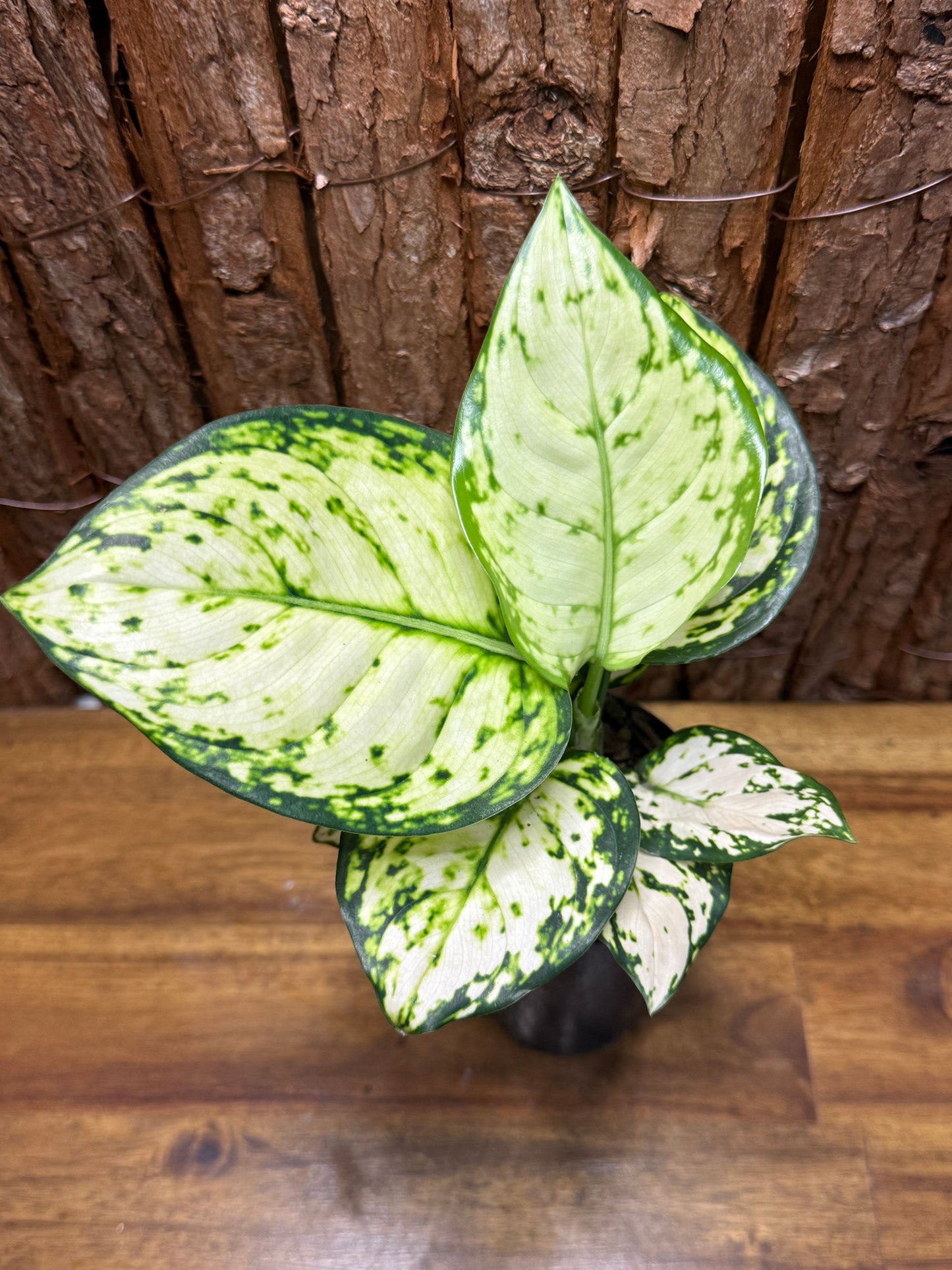 Aglaonema Super White K6