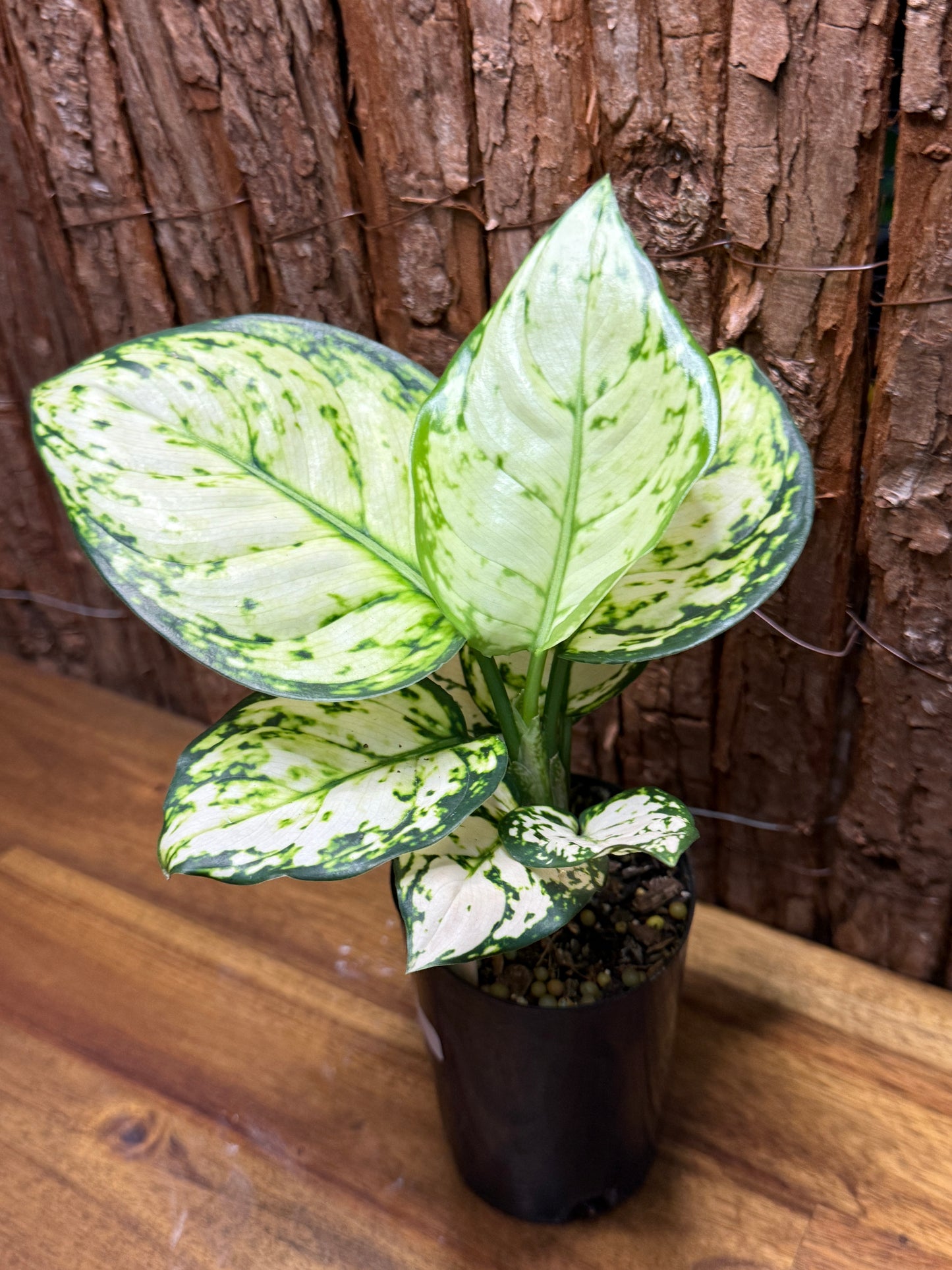 Aglaonema Super White K6