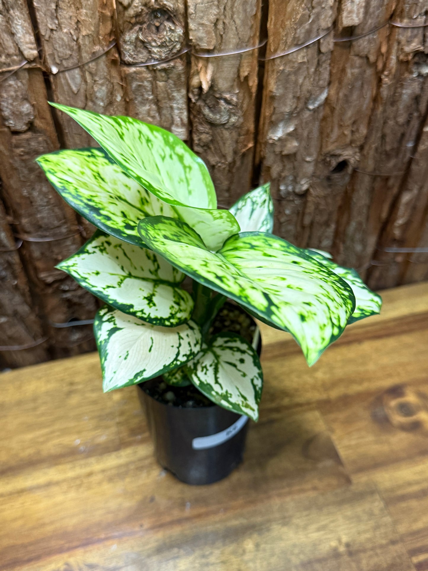 Aglaonema Super White K6