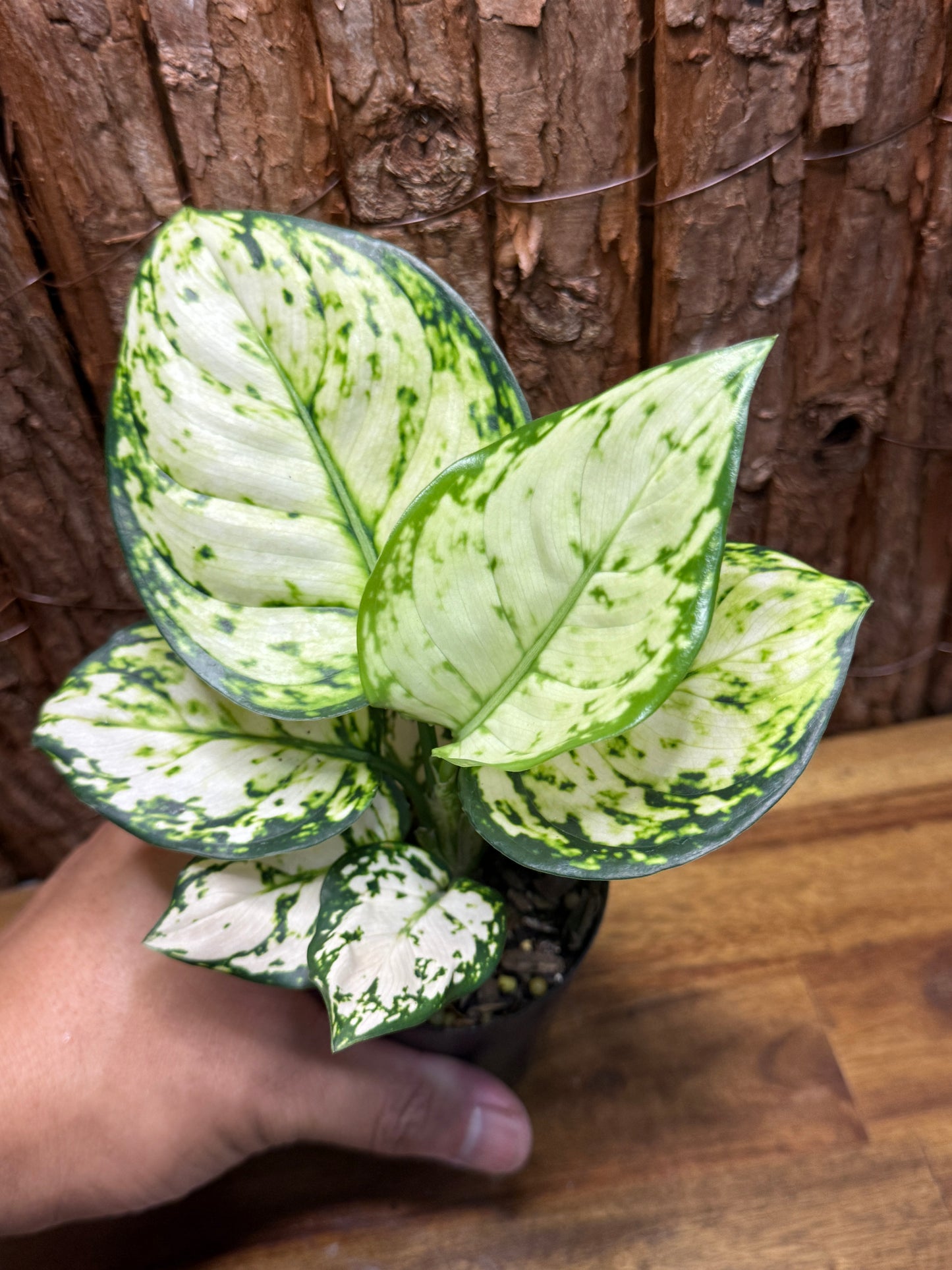 Aglaonema Super White K6