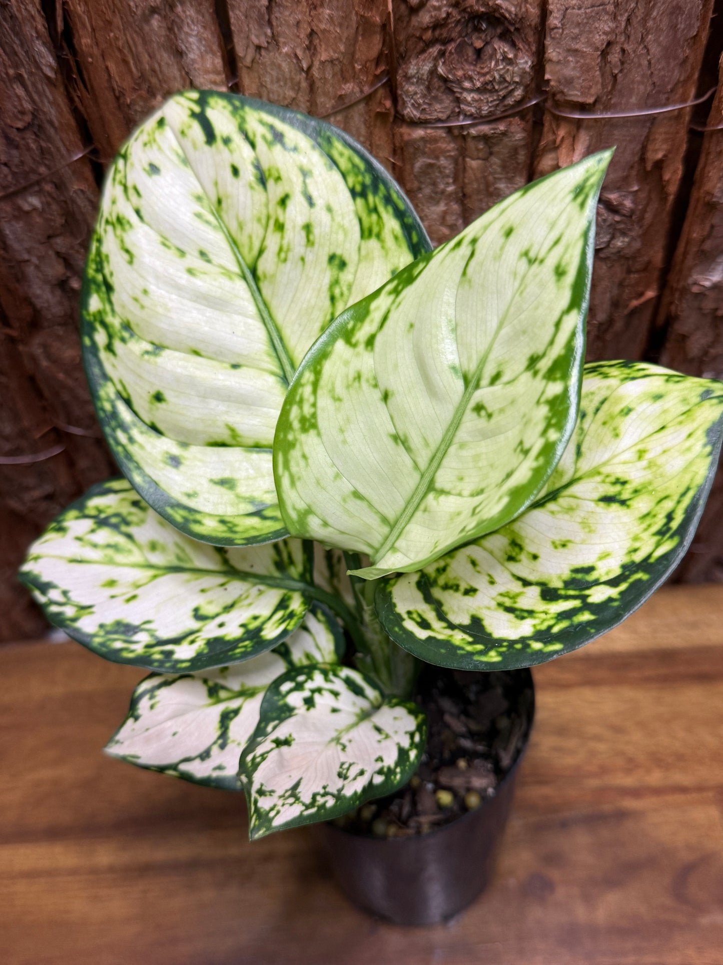 Aglaonema Super White K6