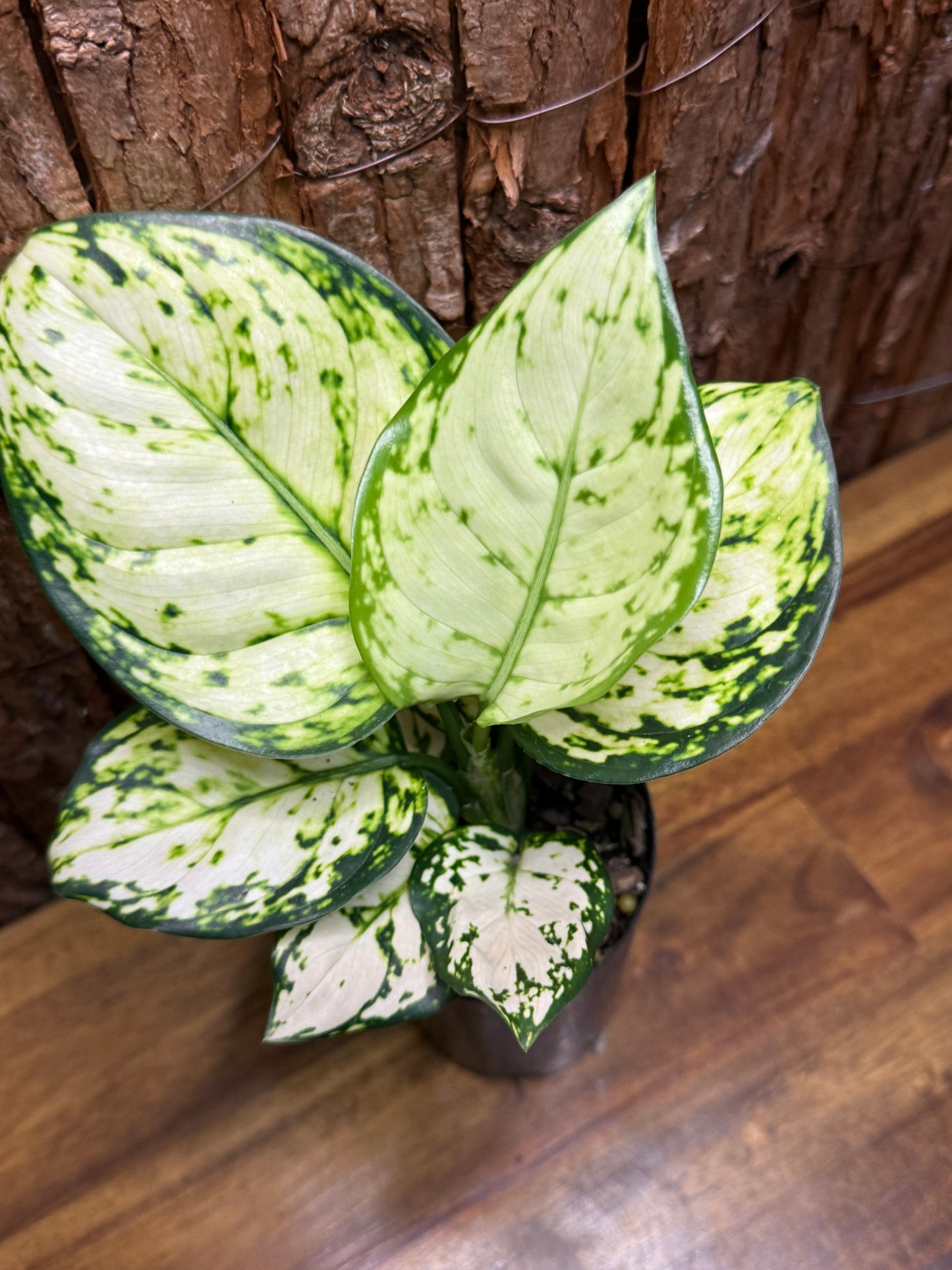 Aglaonema Super White K6