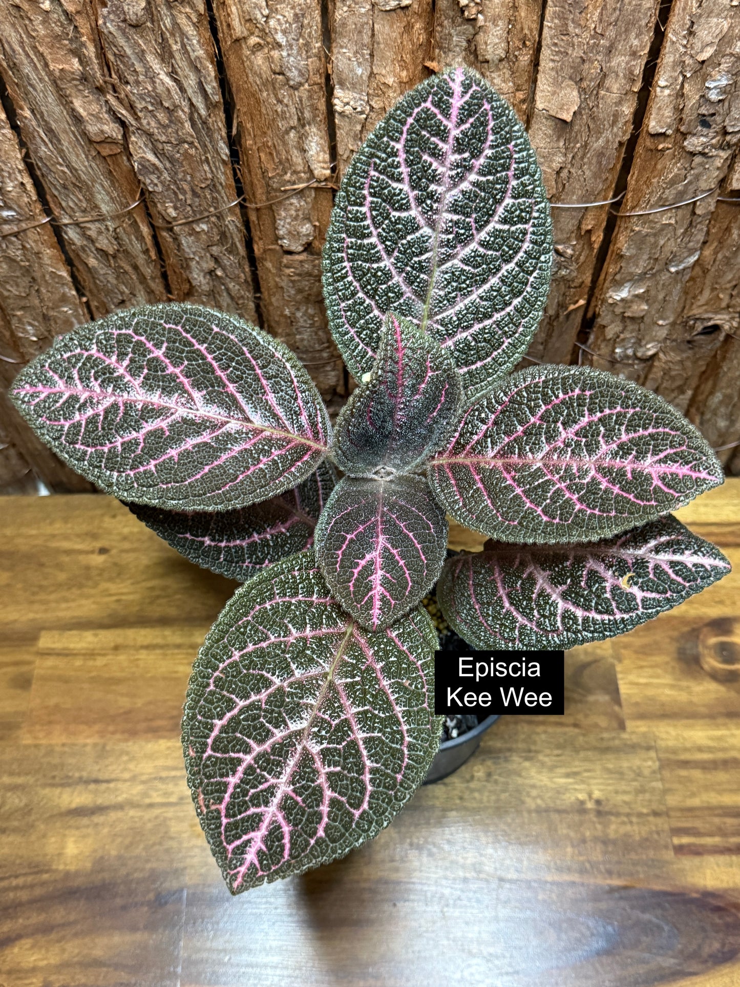 Episcia Kee Wee - Red Flowering