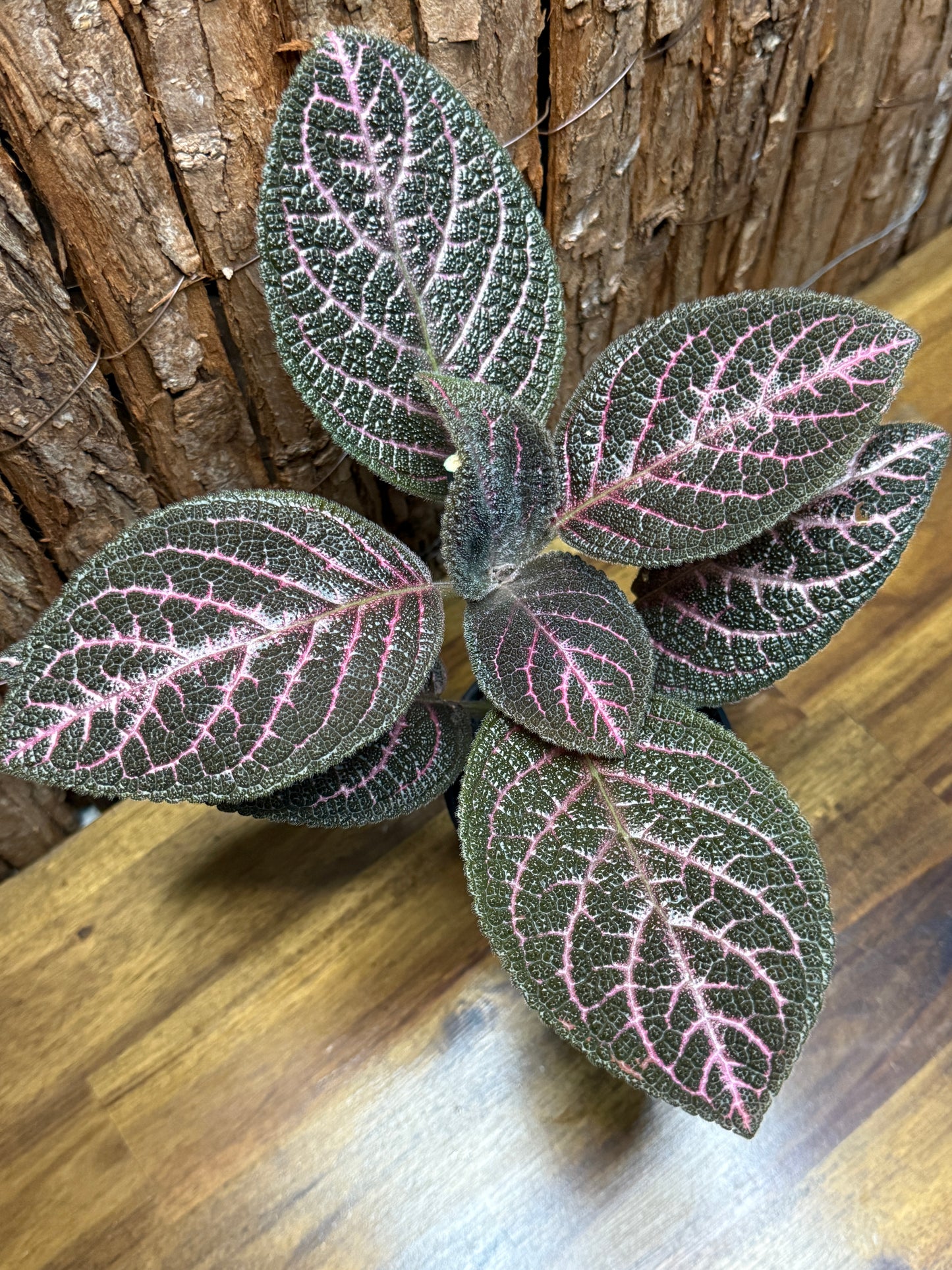 Episcia Kee Wee - Red Flowering