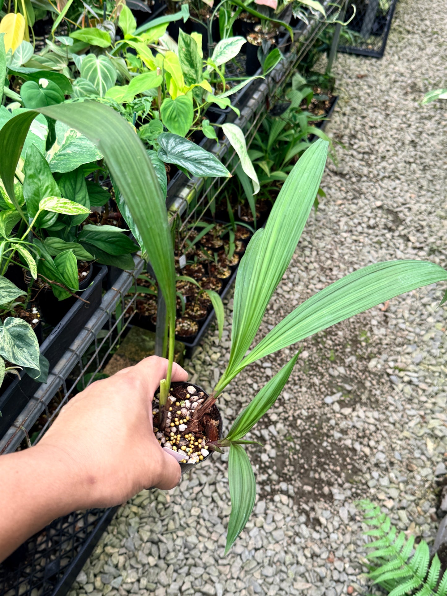 Spathoglottis 'Lemon Kisses' L27