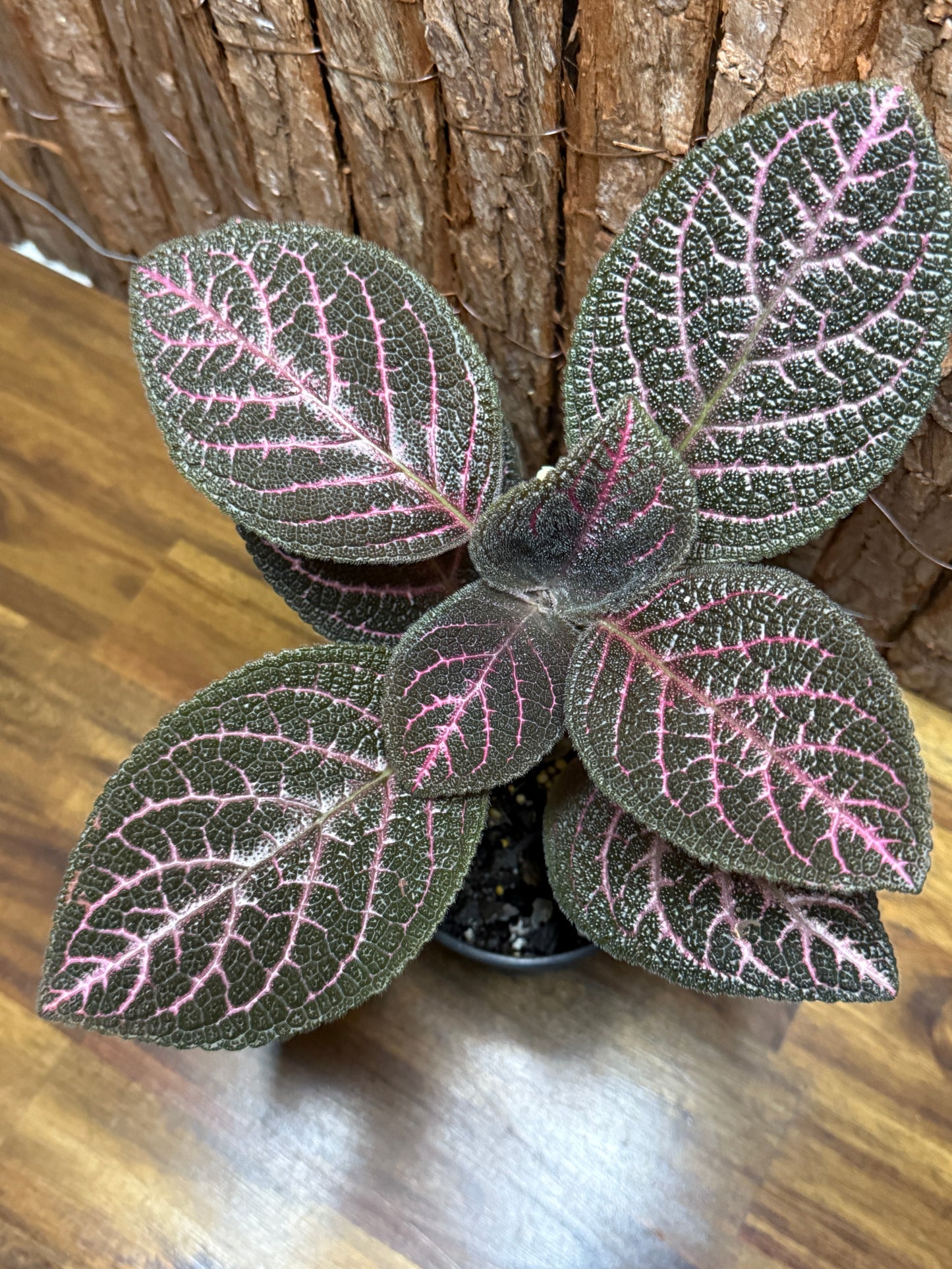 Episcia Kee Wee - Red Flowering