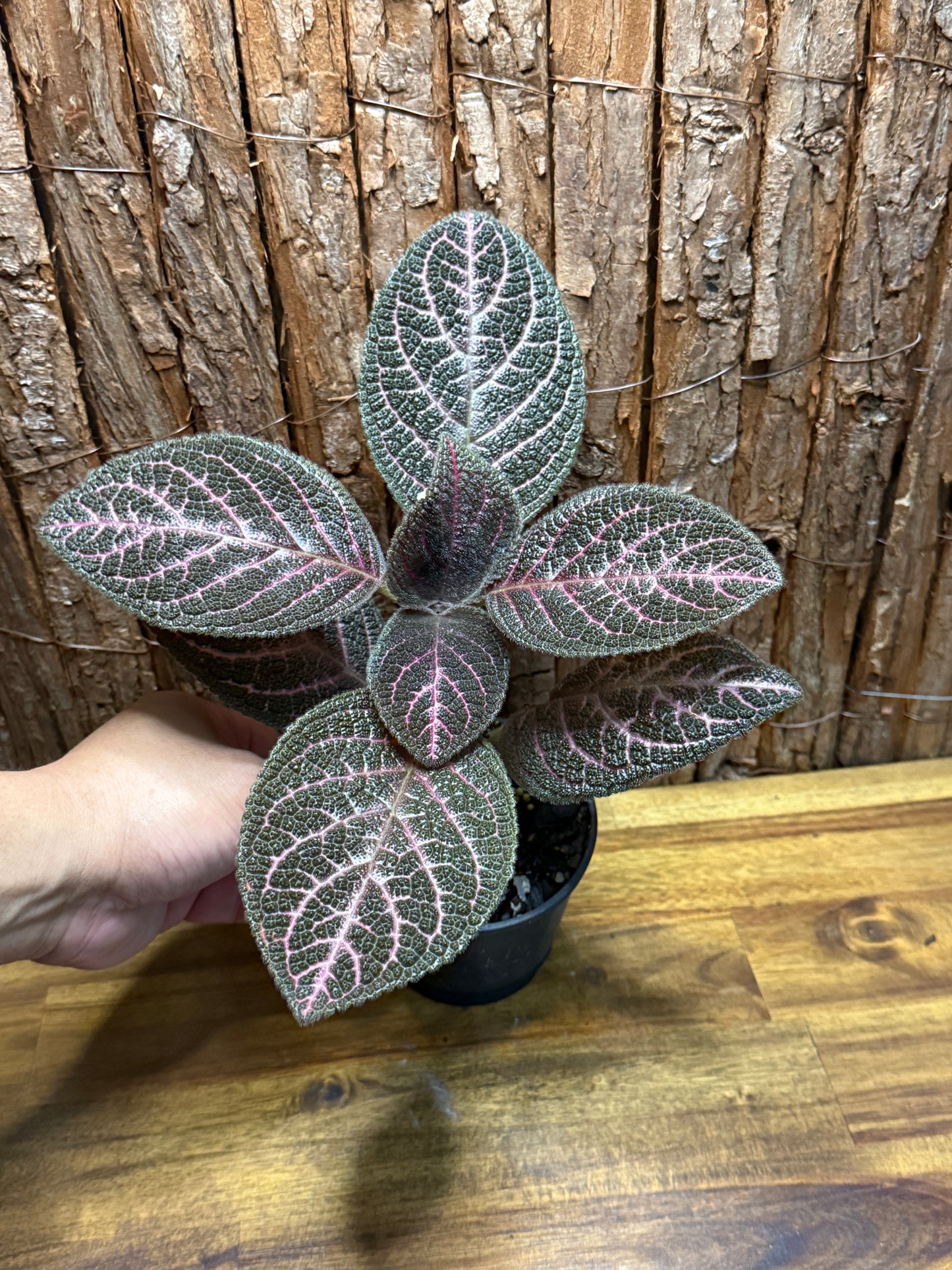 Episcia Kee Wee - Red Flowering