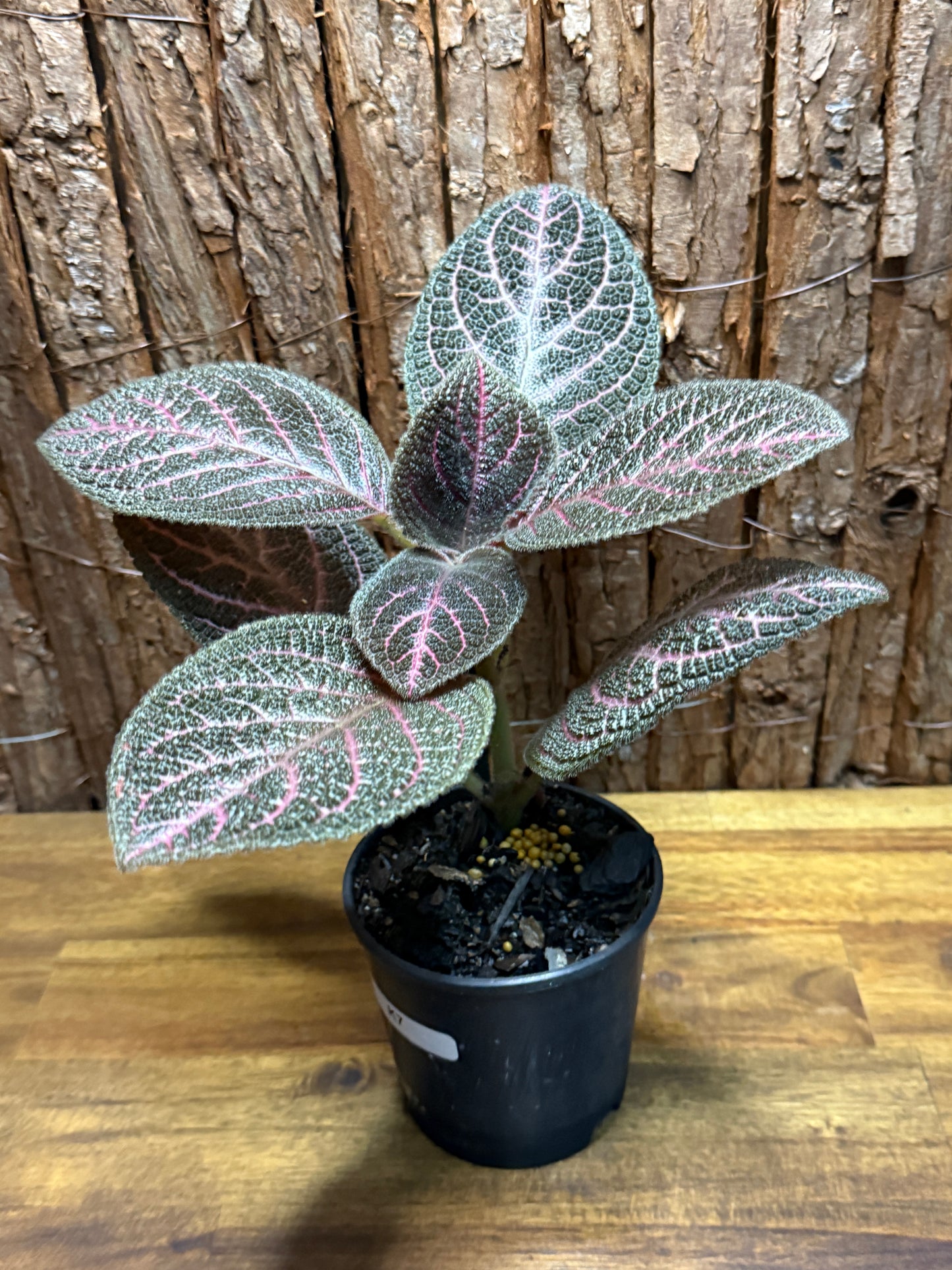 Episcia Kee Wee - Red Flowering