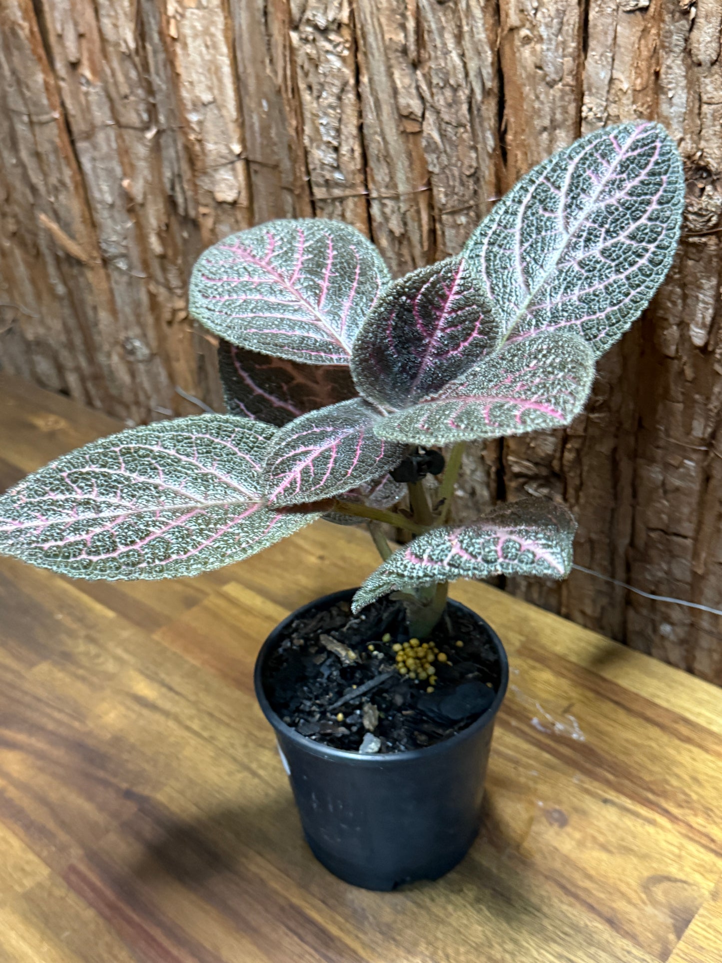 Episcia Kee Wee - Red Flowering