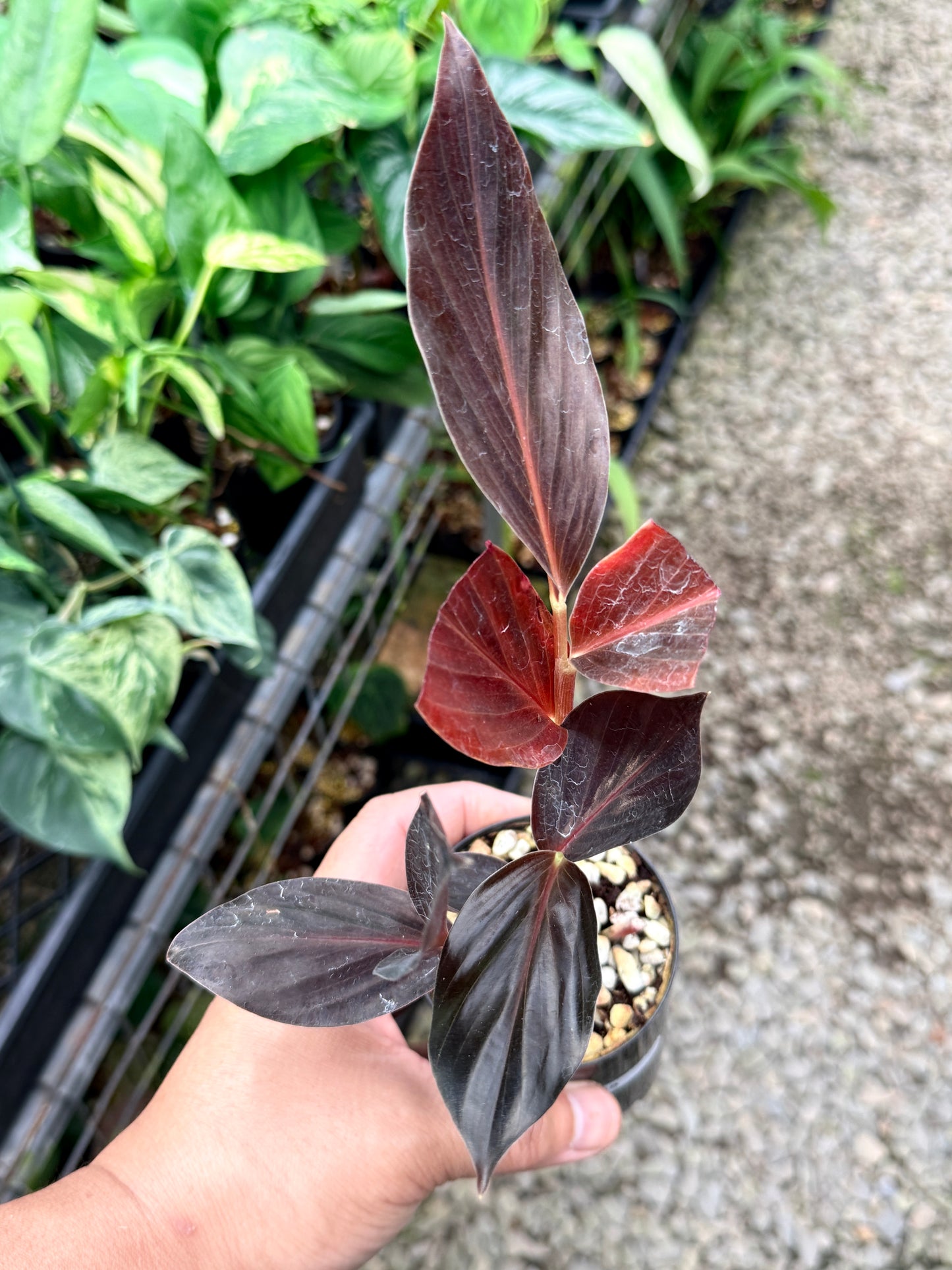 Zingiber malaysianum 'Midnight' N5