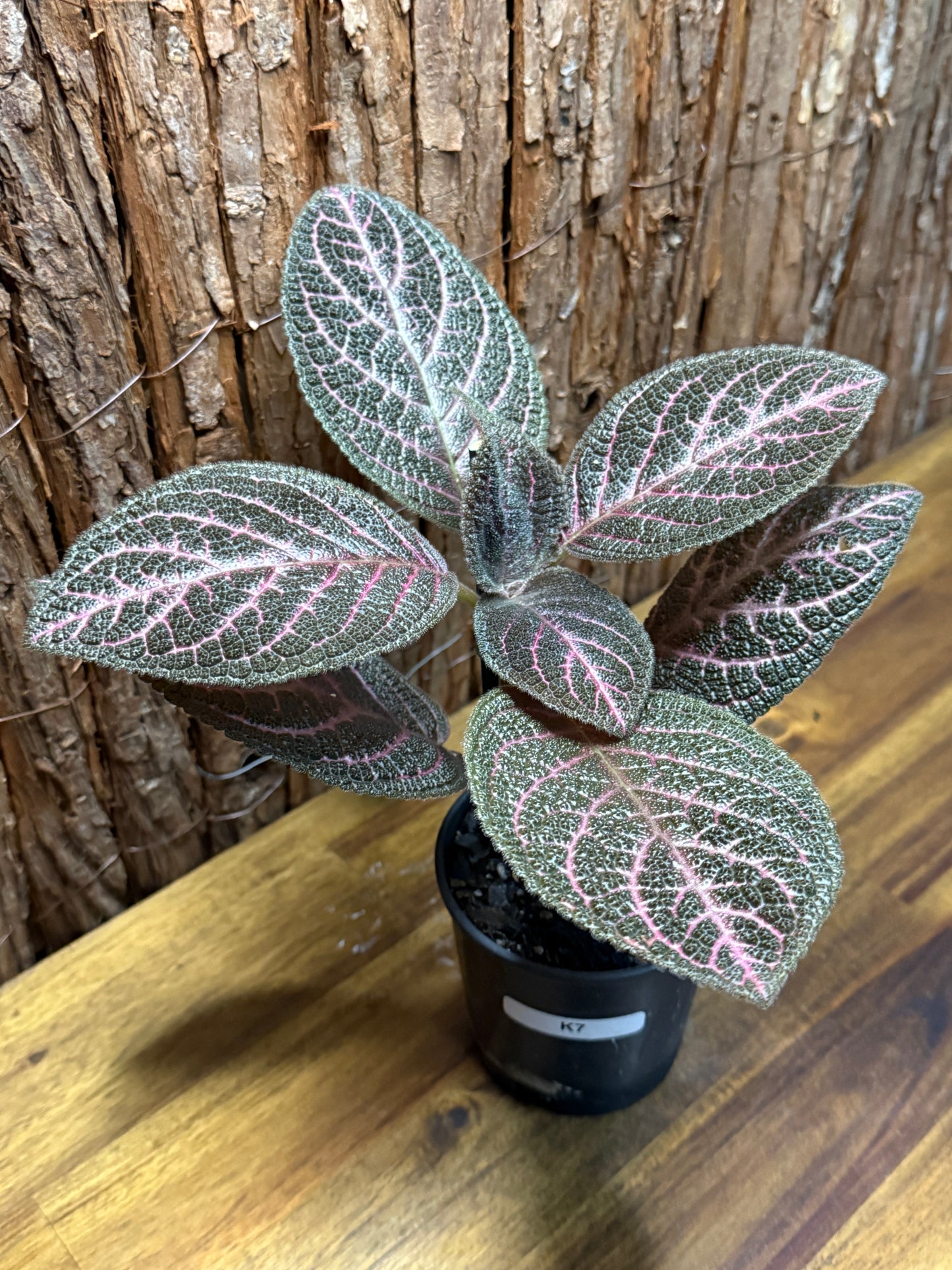 Episcia Kee Wee - Red Flowering