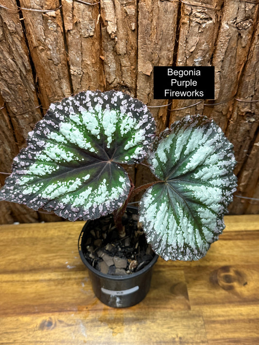 Begonia Purple Fireworks K8