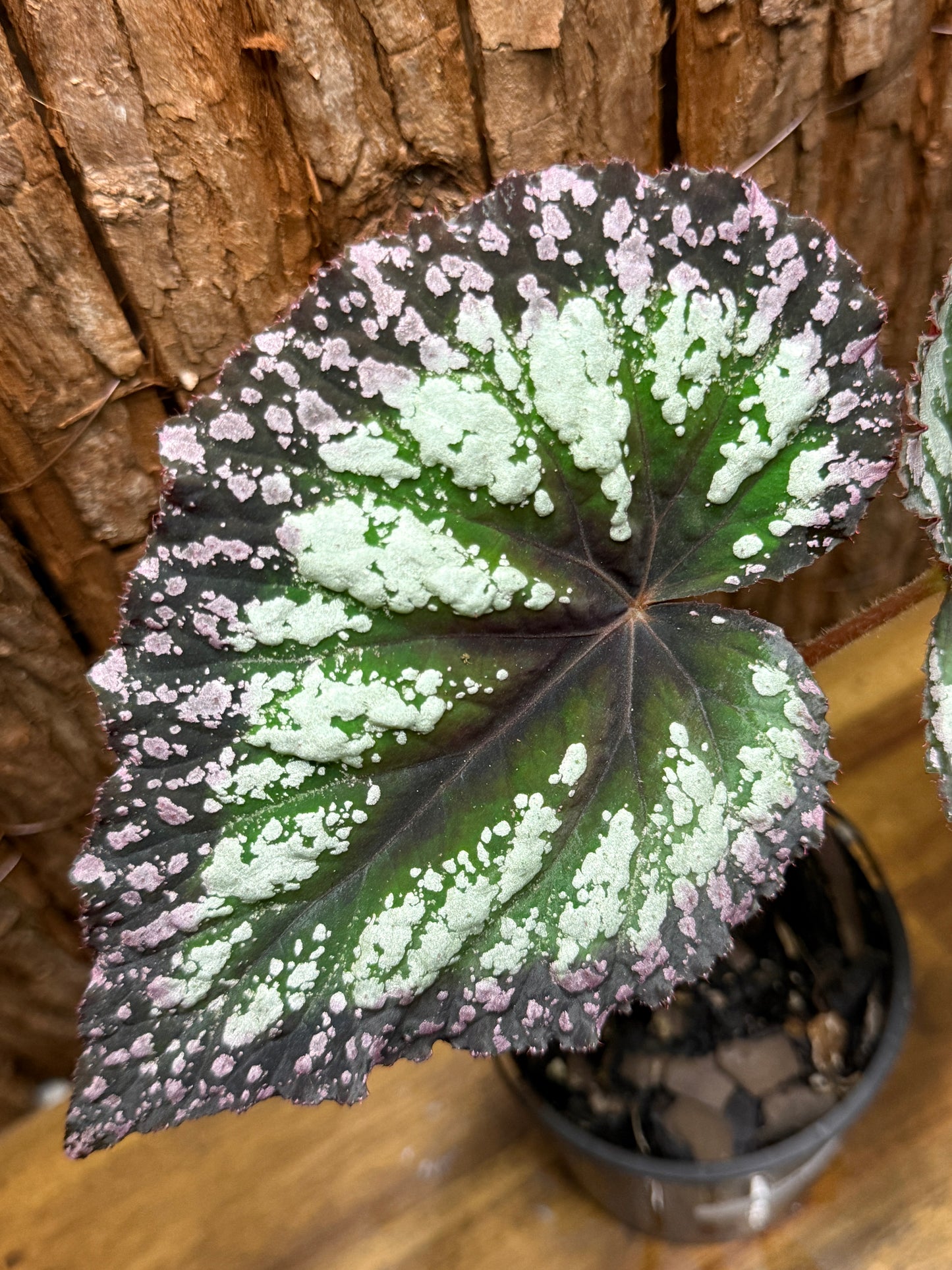 Begonia Purple Fireworks K8