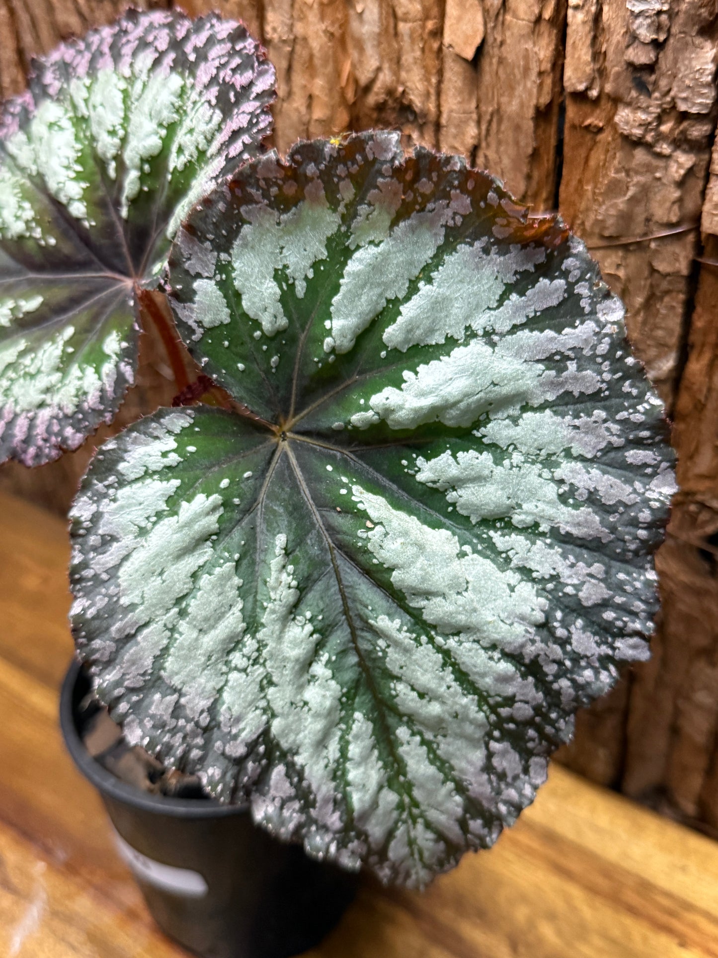 Begonia Purple Fireworks K8