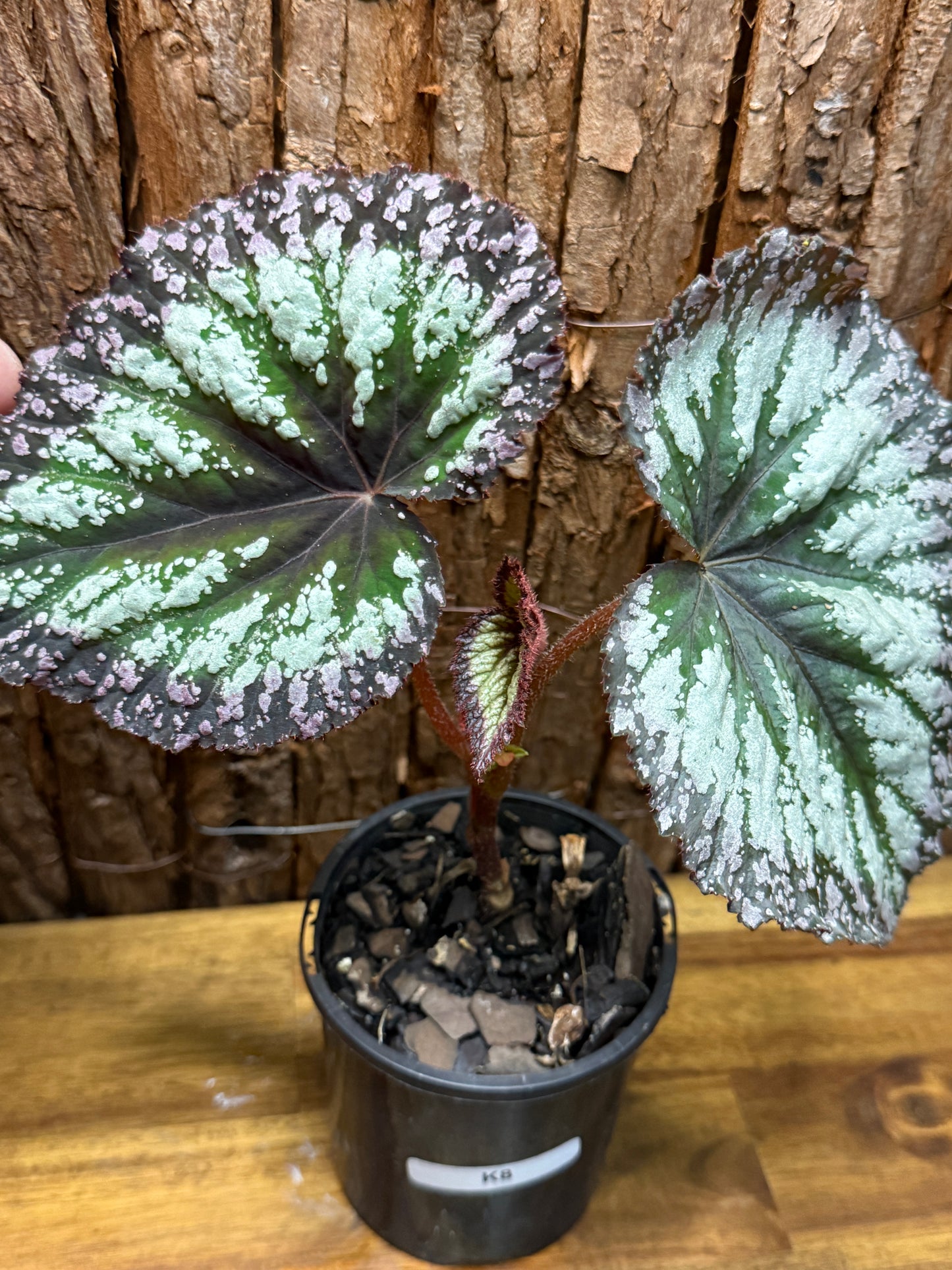 Begonia Purple Fireworks K8