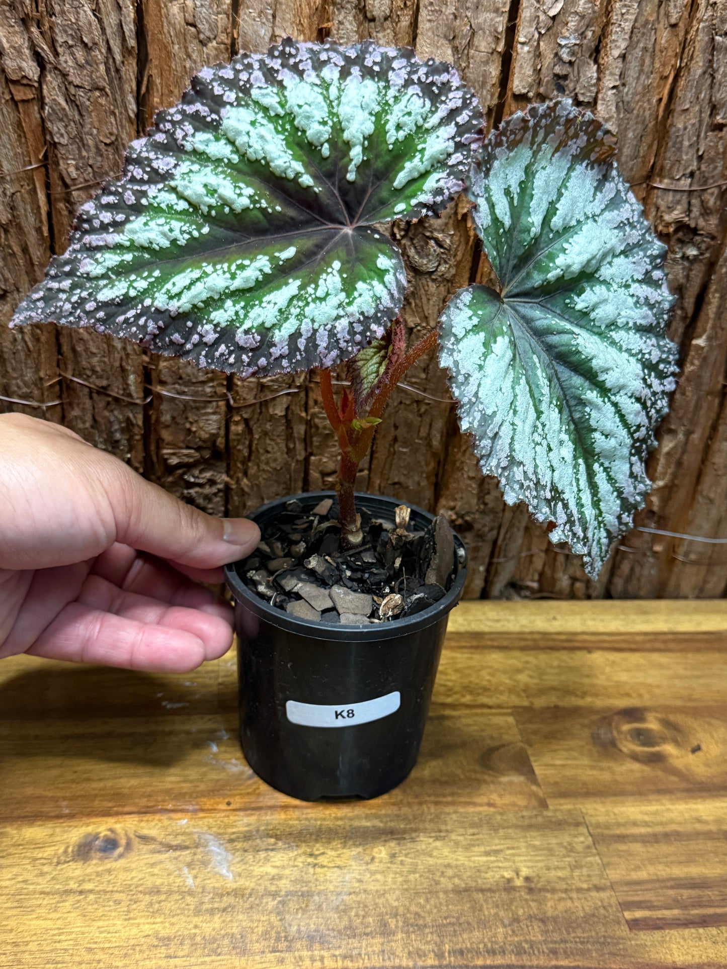 Begonia Purple Fireworks K8