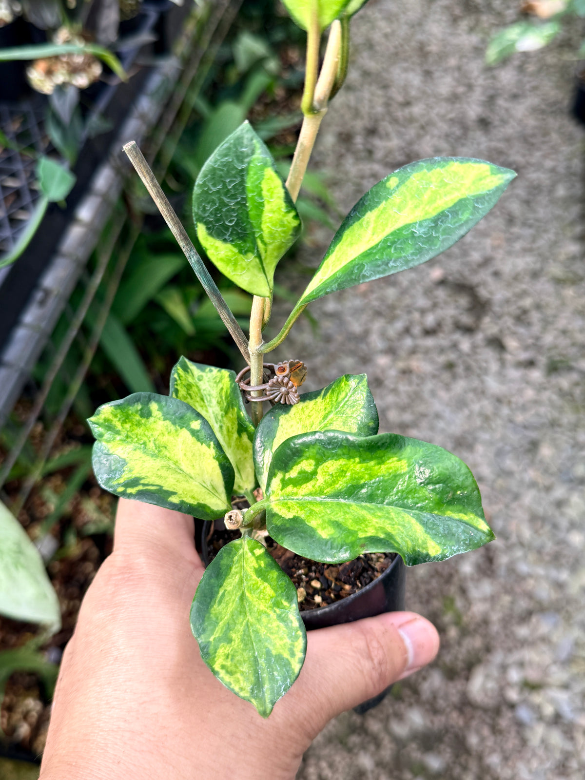 Hoya australis 'Lisa' L56
