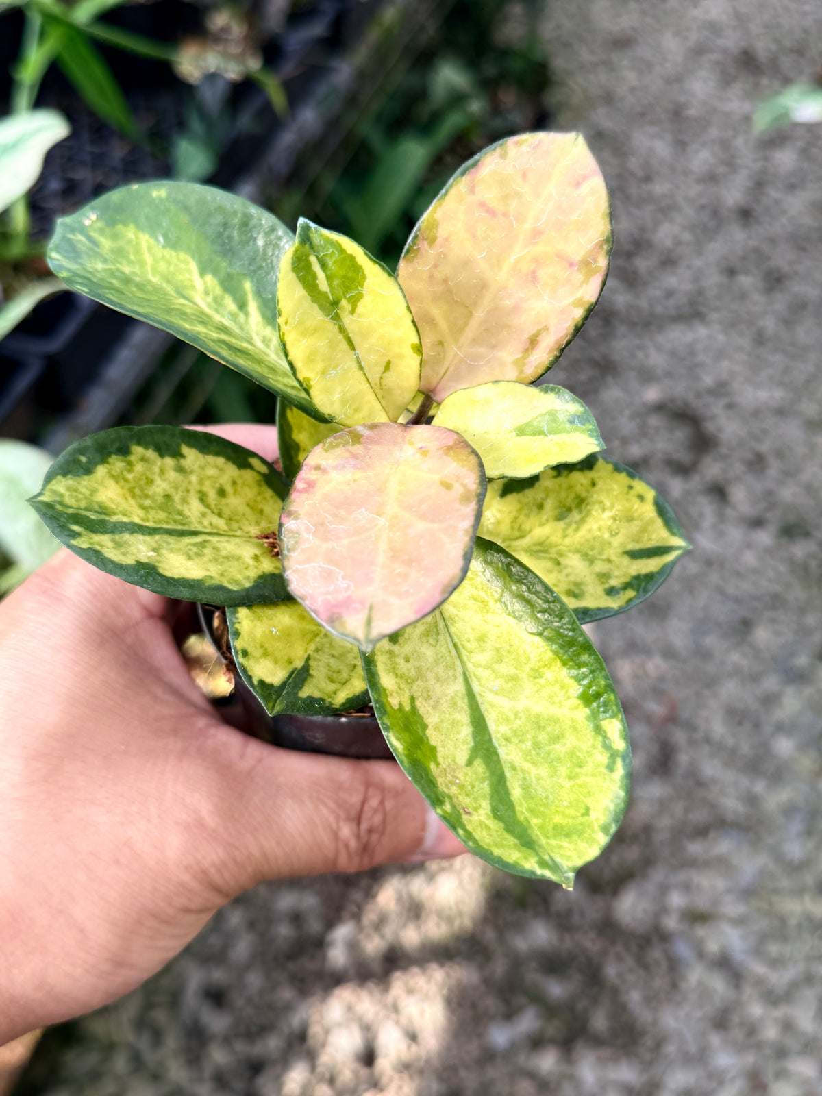Hoya australis 'Lisa' M41
