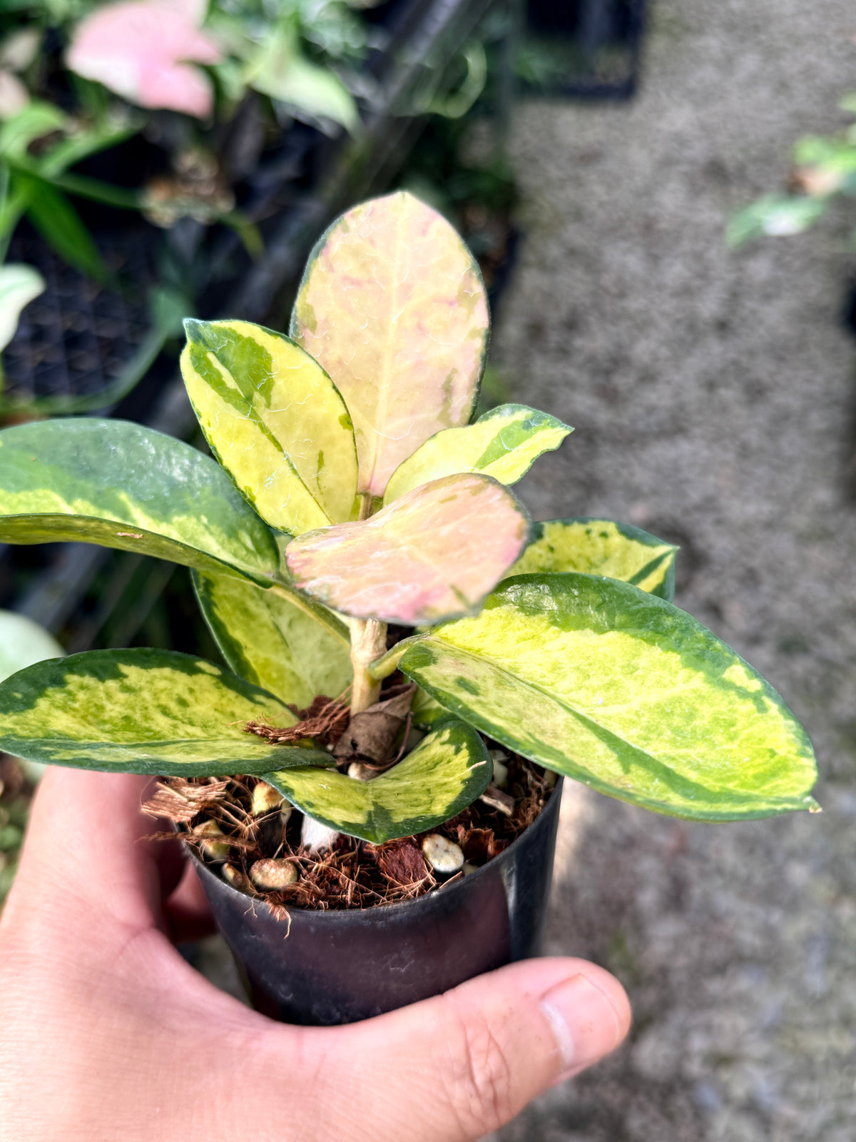 Hoya australis 'Lisa' M41