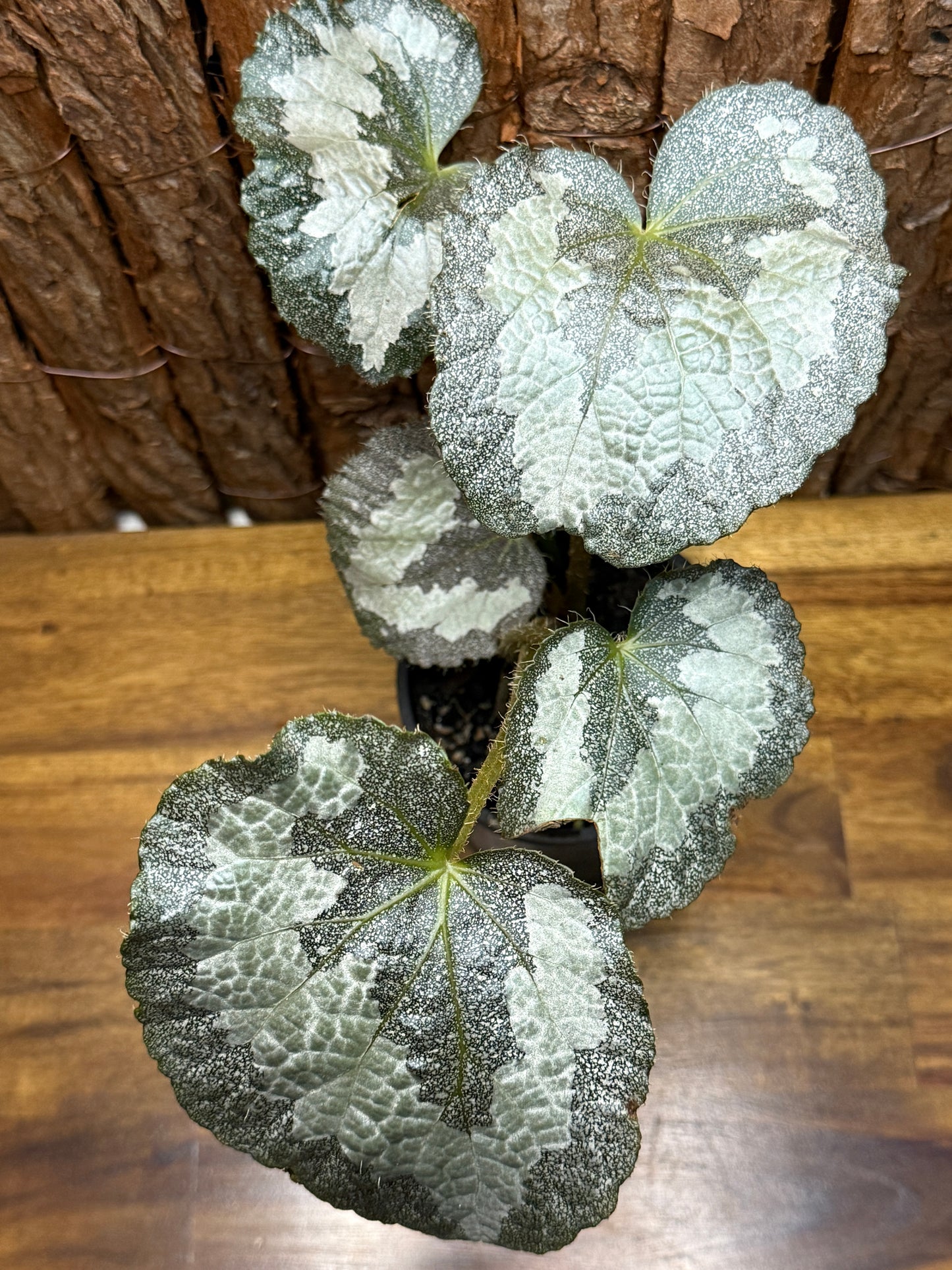 Begonia Silver Sparkling NOID K10