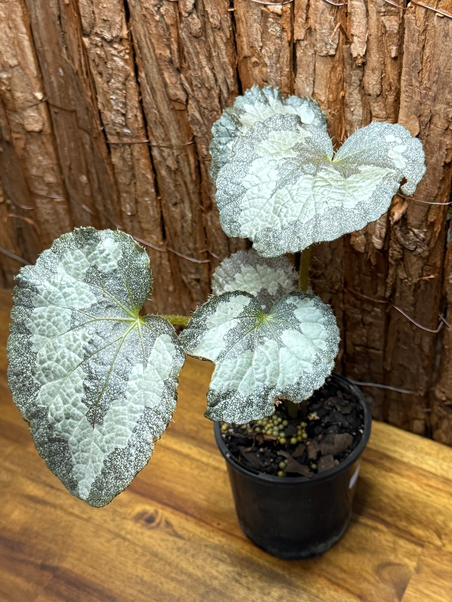 Begonia Silver Sparkling NOID K10