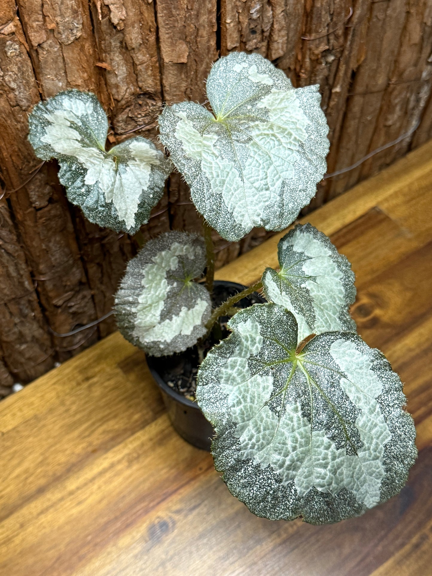 Begonia Silver Sparkling NOID K10