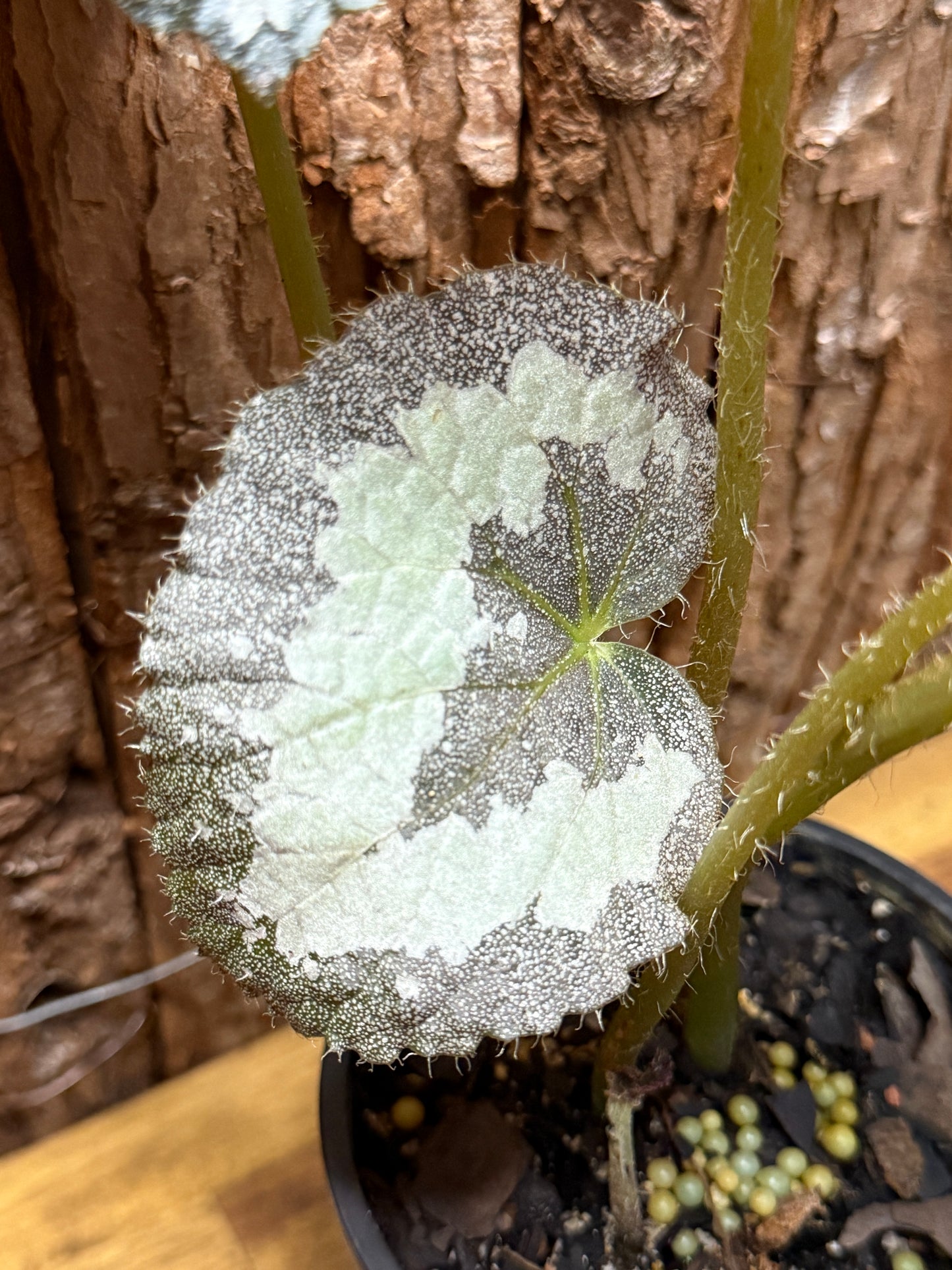 Begonia Silver Sparkling NOID K10