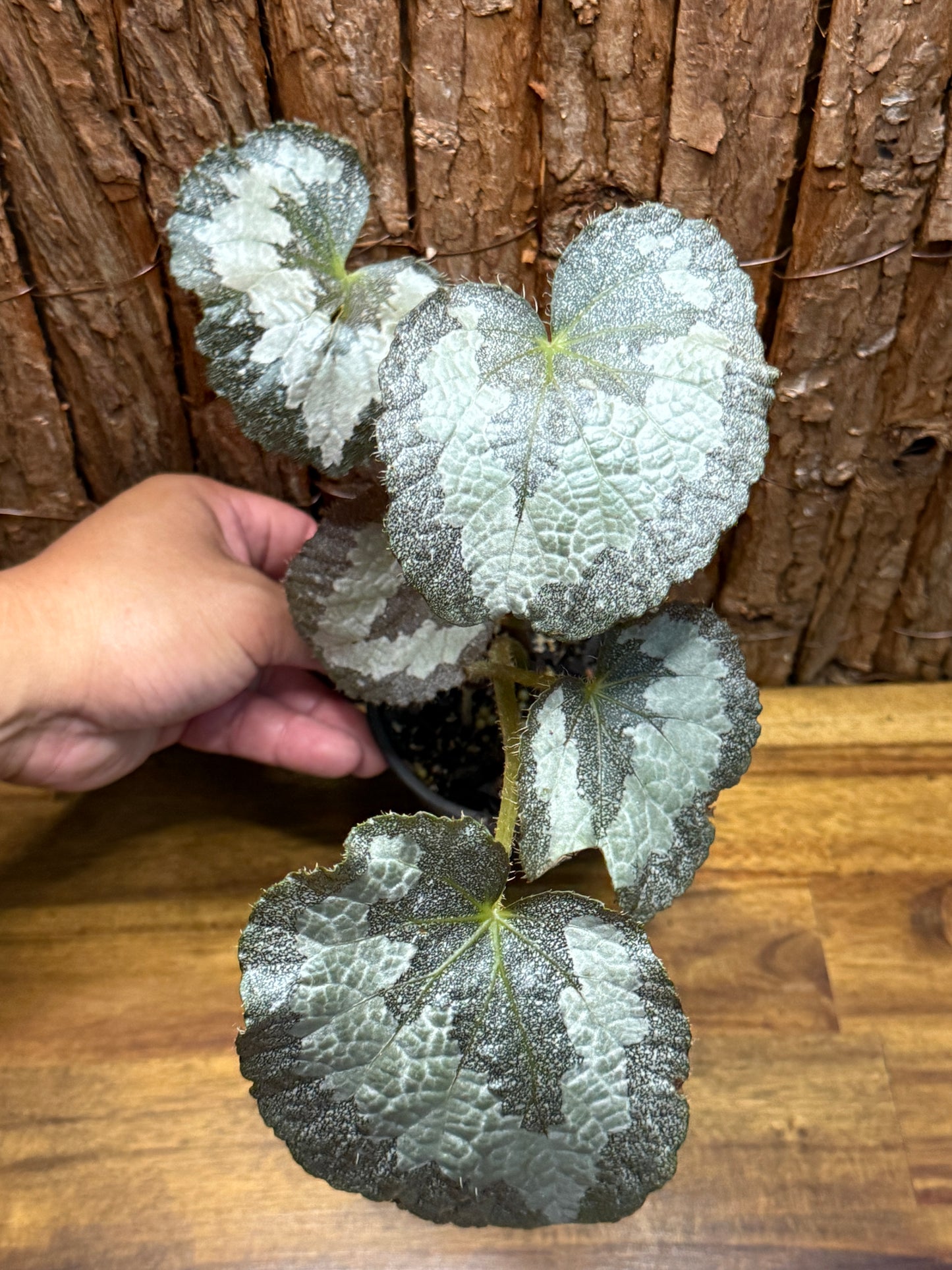 Begonia Silver Sparkling NOID K10