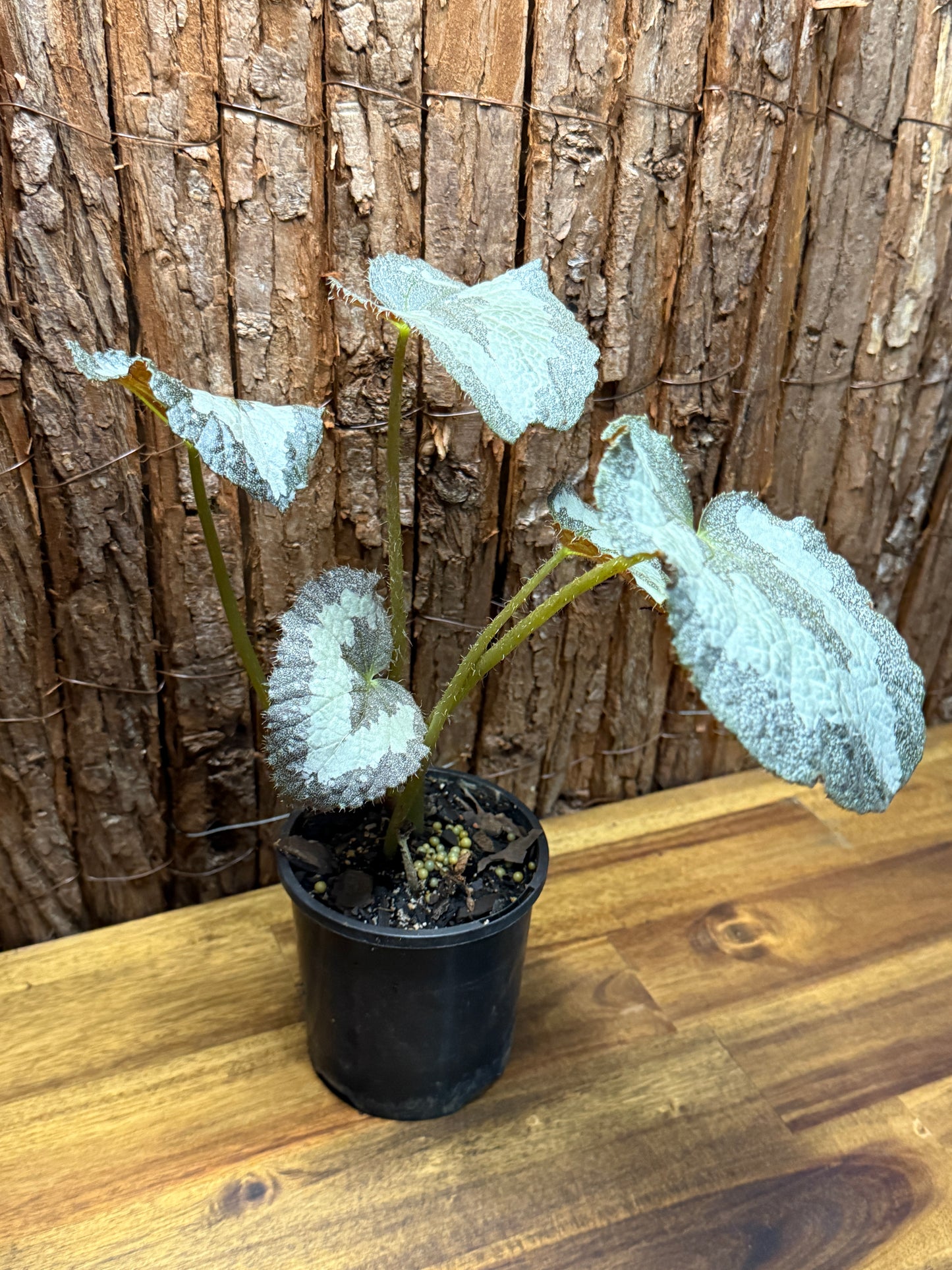 Begonia Silver Sparkling NOID K10