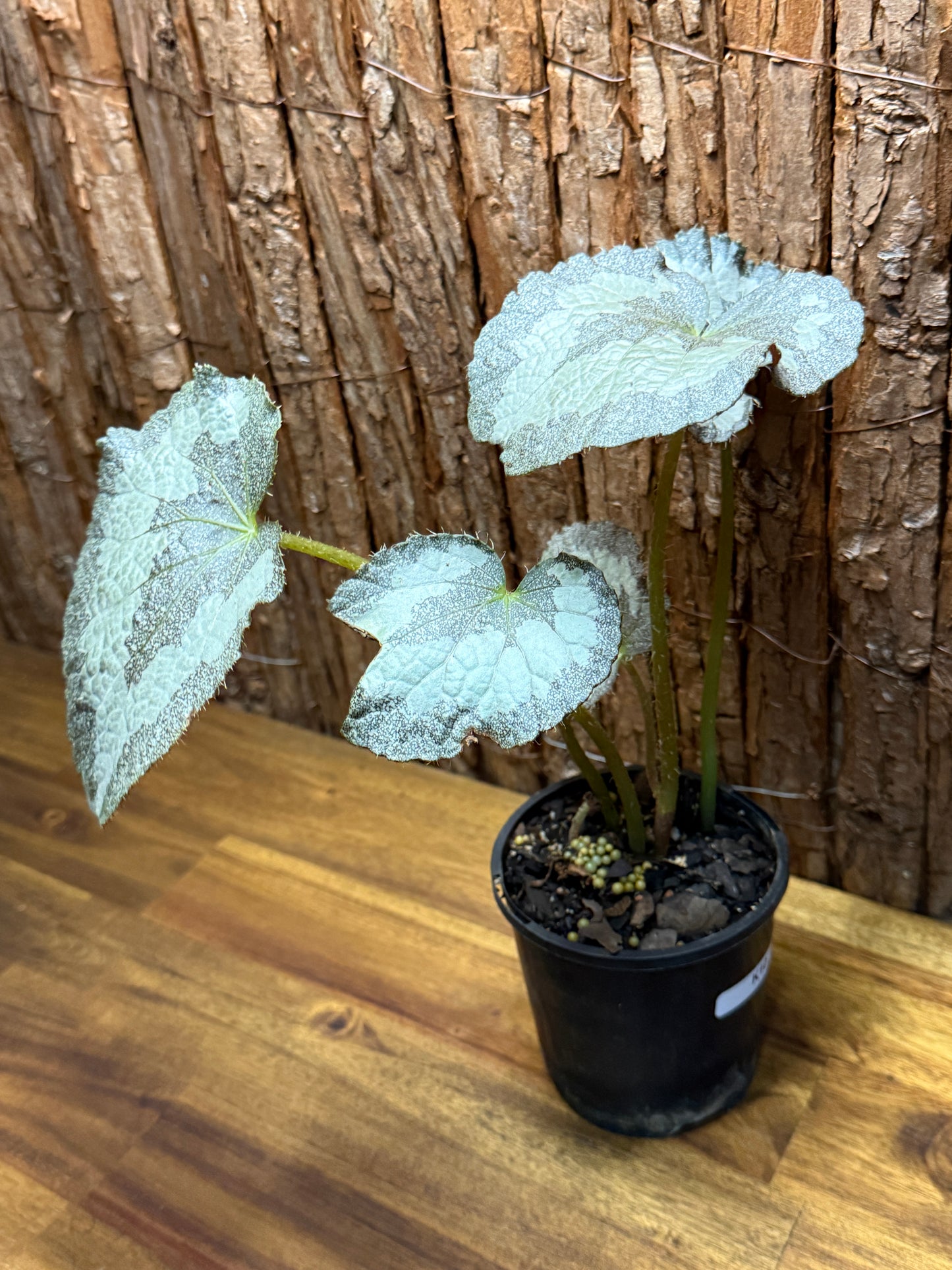 Begonia Silver Sparkling NOID K10