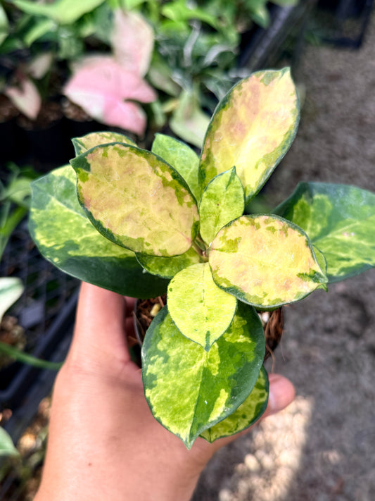 Hoya australis 'Lisa' M40