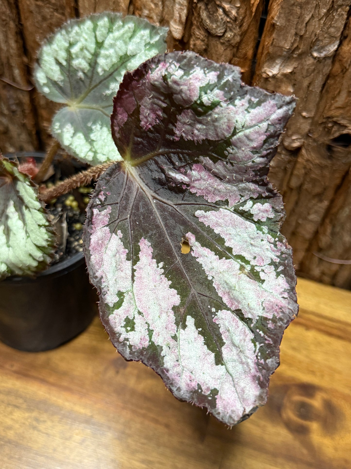 Begonia NOID K11