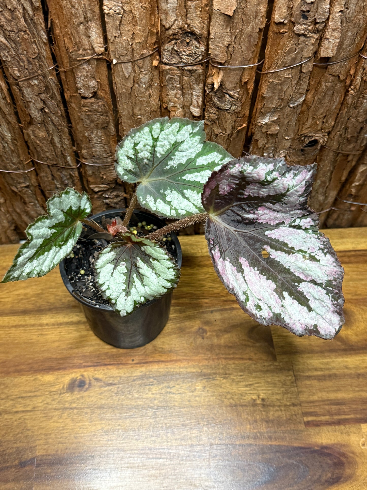 Begonia NOID K11