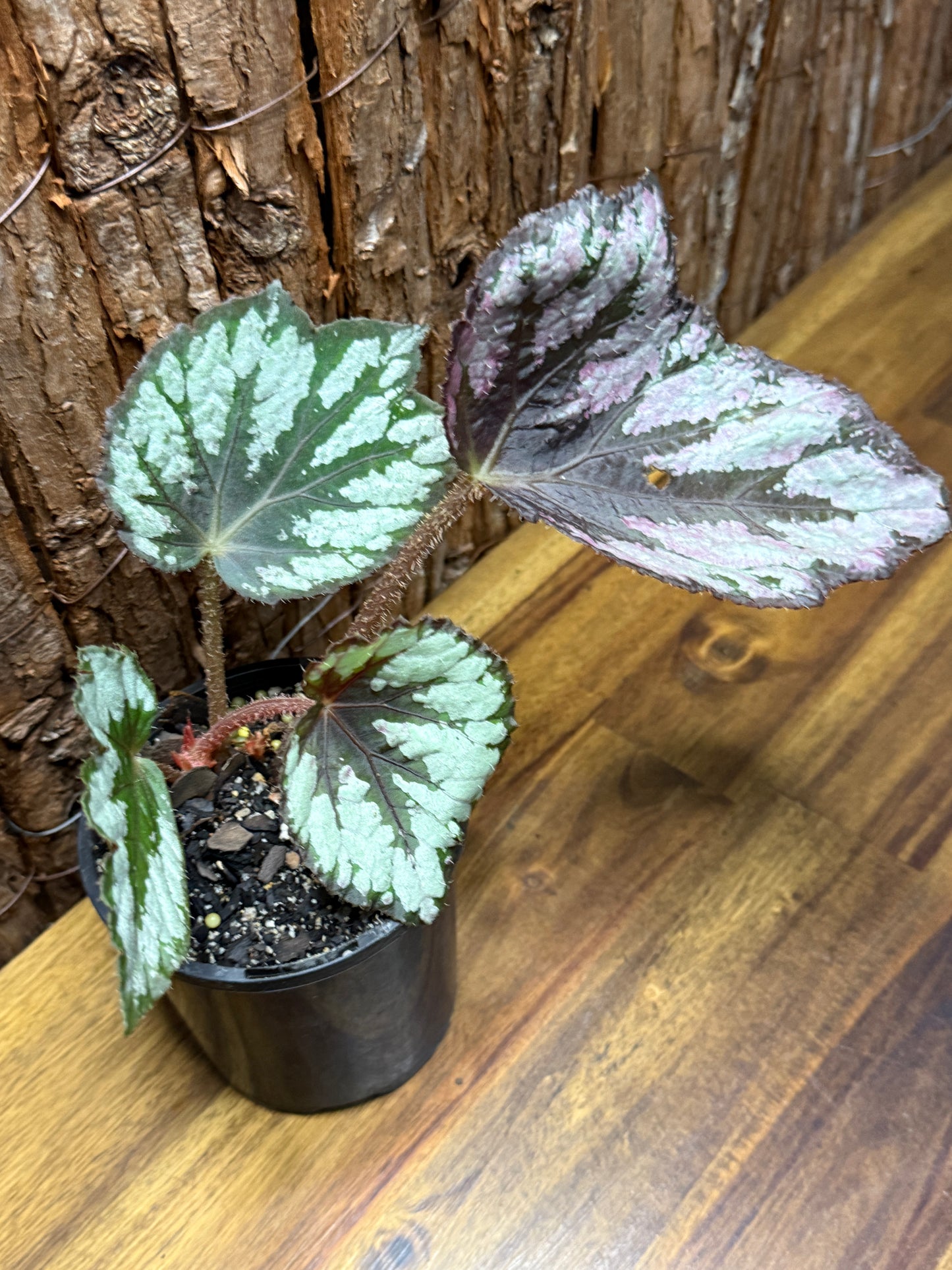 Begonia NOID K11