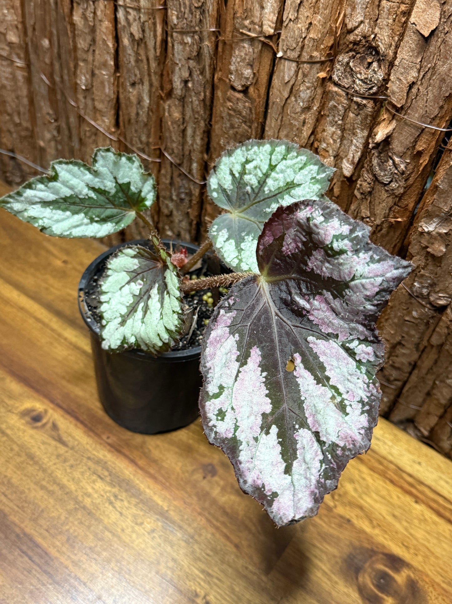 Begonia NOID K11