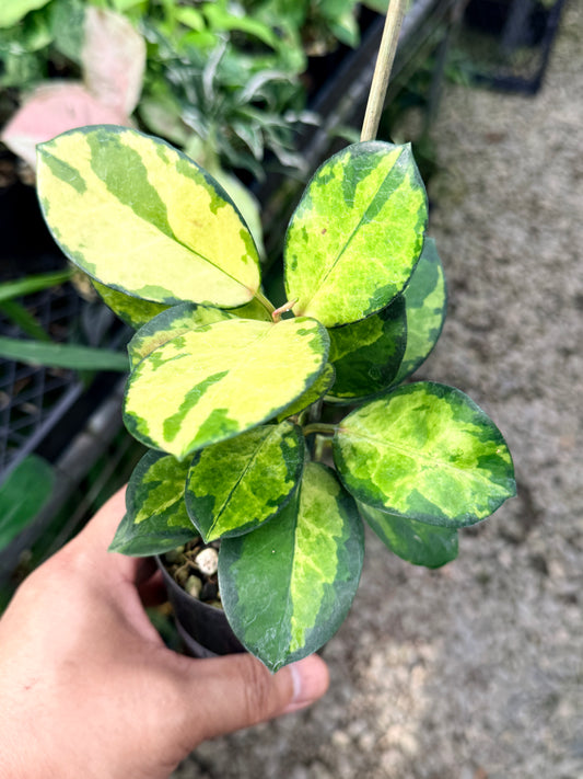 Hoya australis 'Lisa' L57