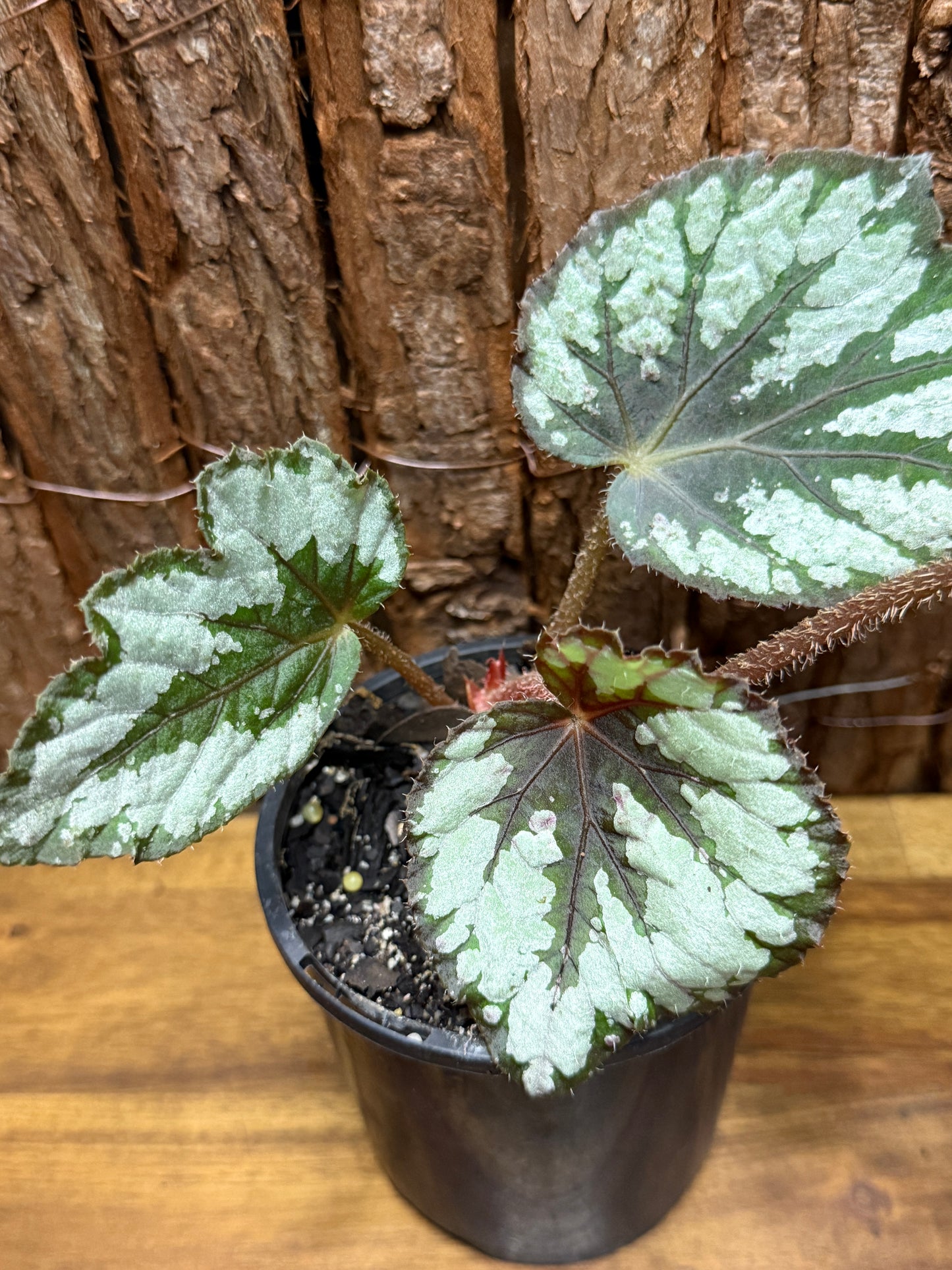 Begonia NOID K11