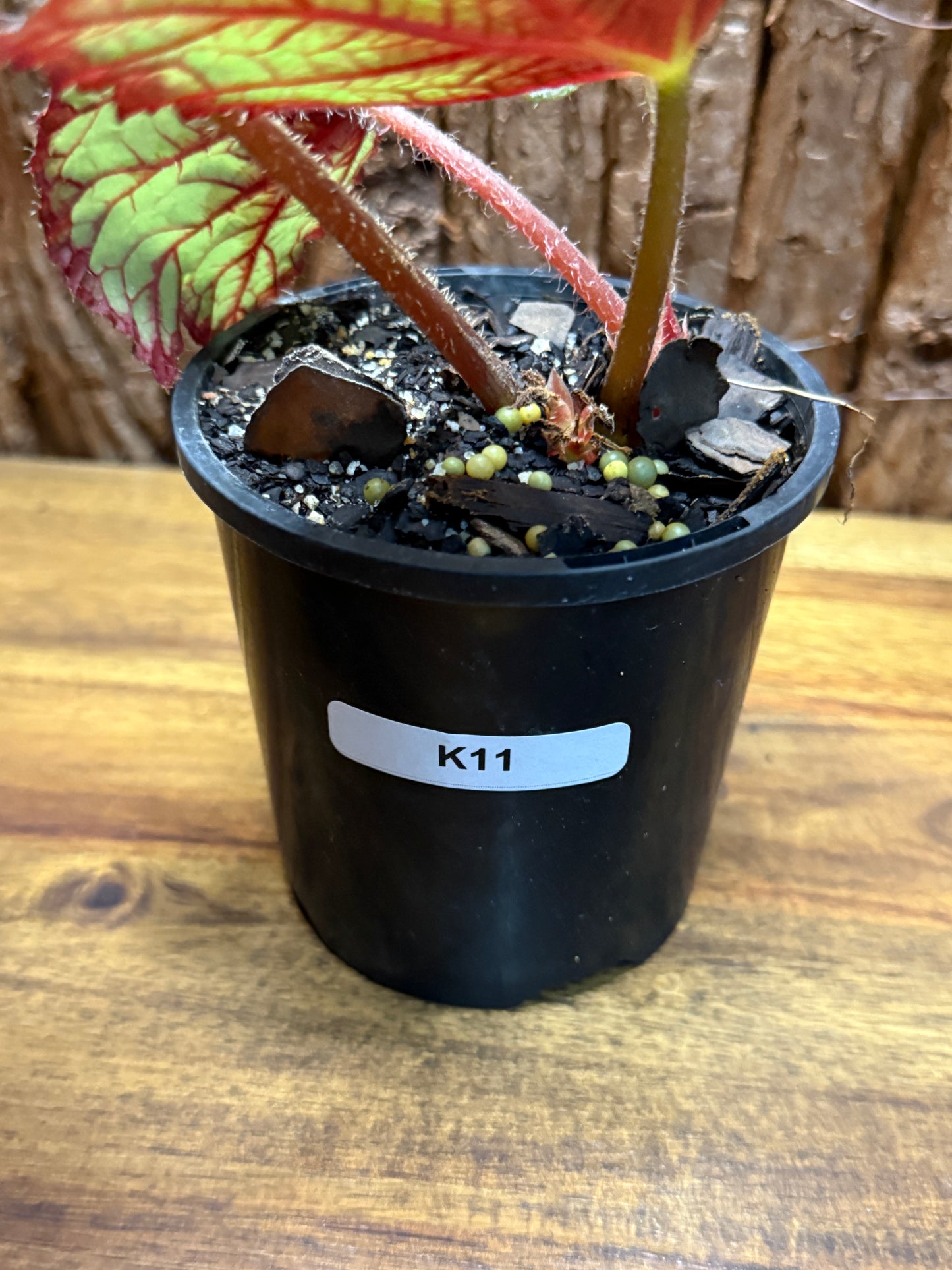 Begonia NOID K11