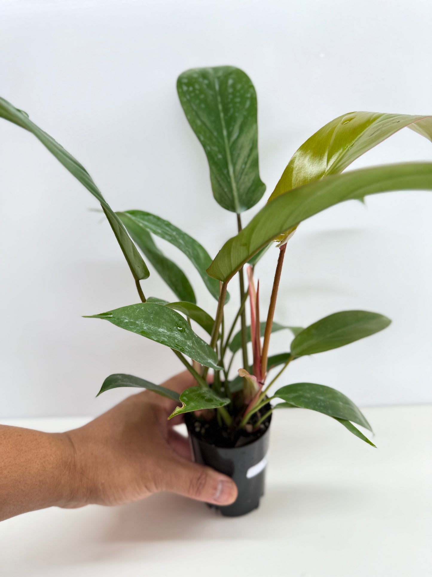 Philodendron Florida Bronze - Best Pick of the Crop!