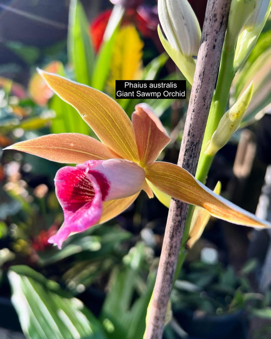 Phaius australis Giant Swamp Orchid C134