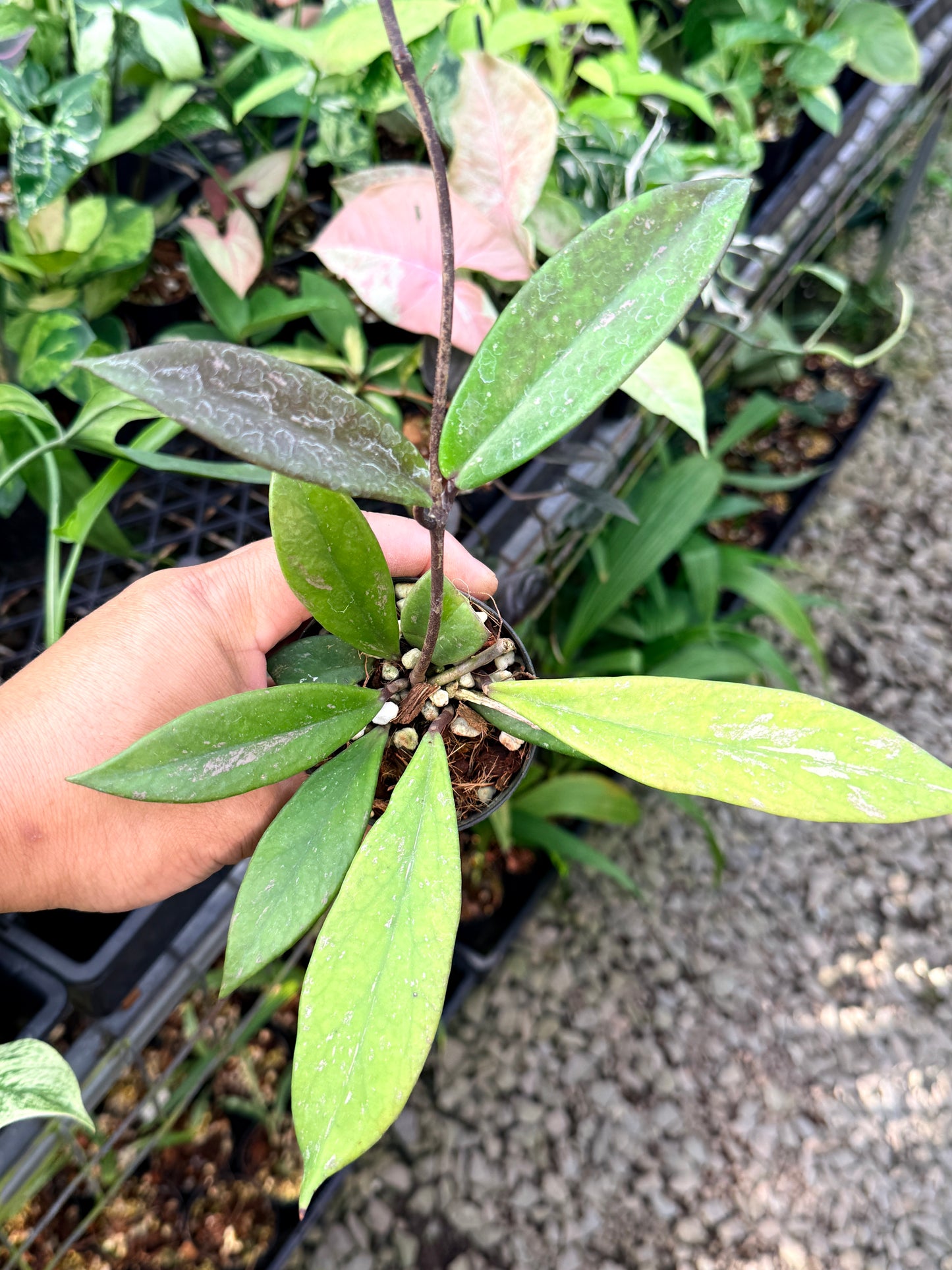 Hoya Publica x Splash M44