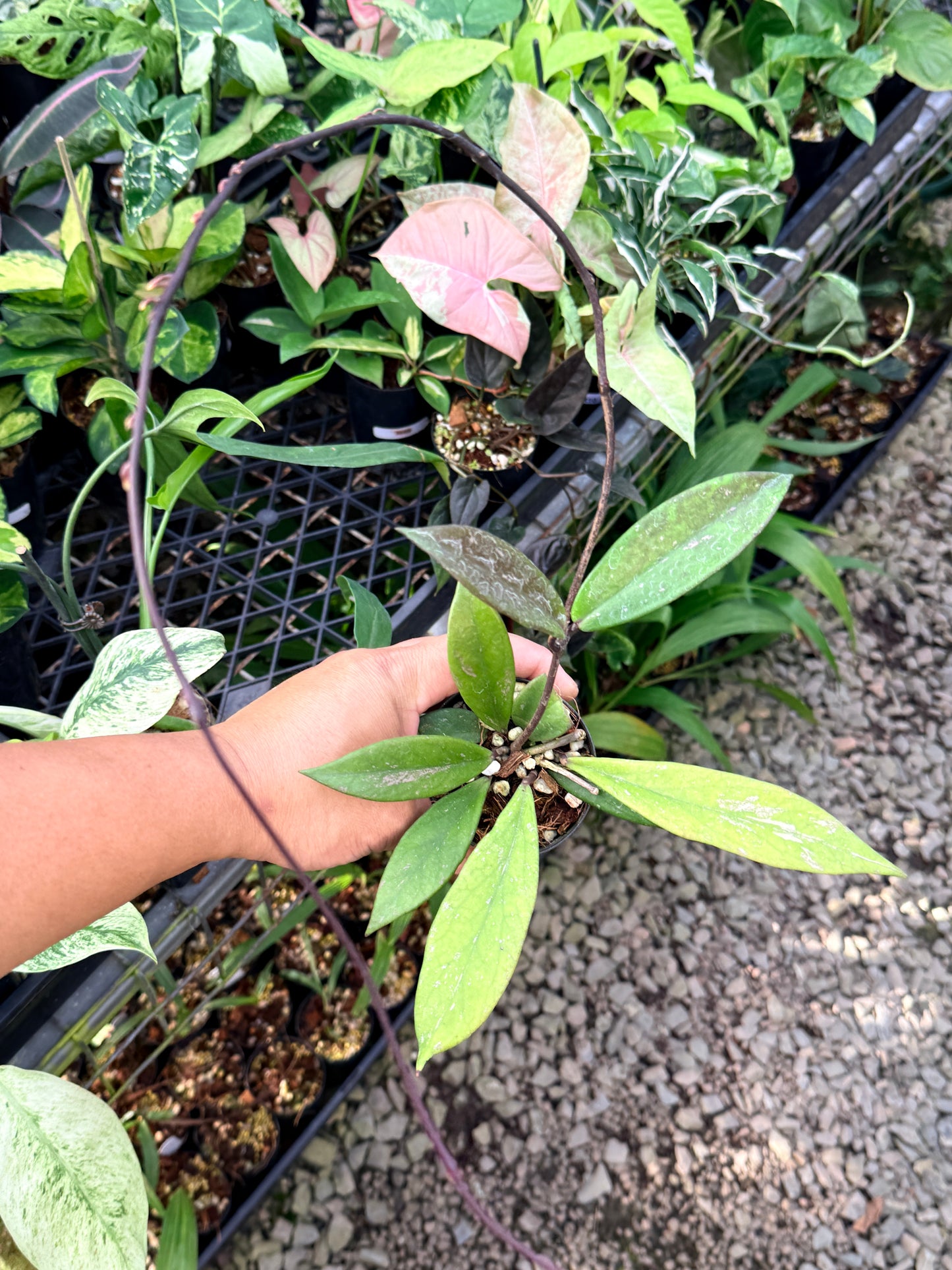 Hoya Publica x Splash M44