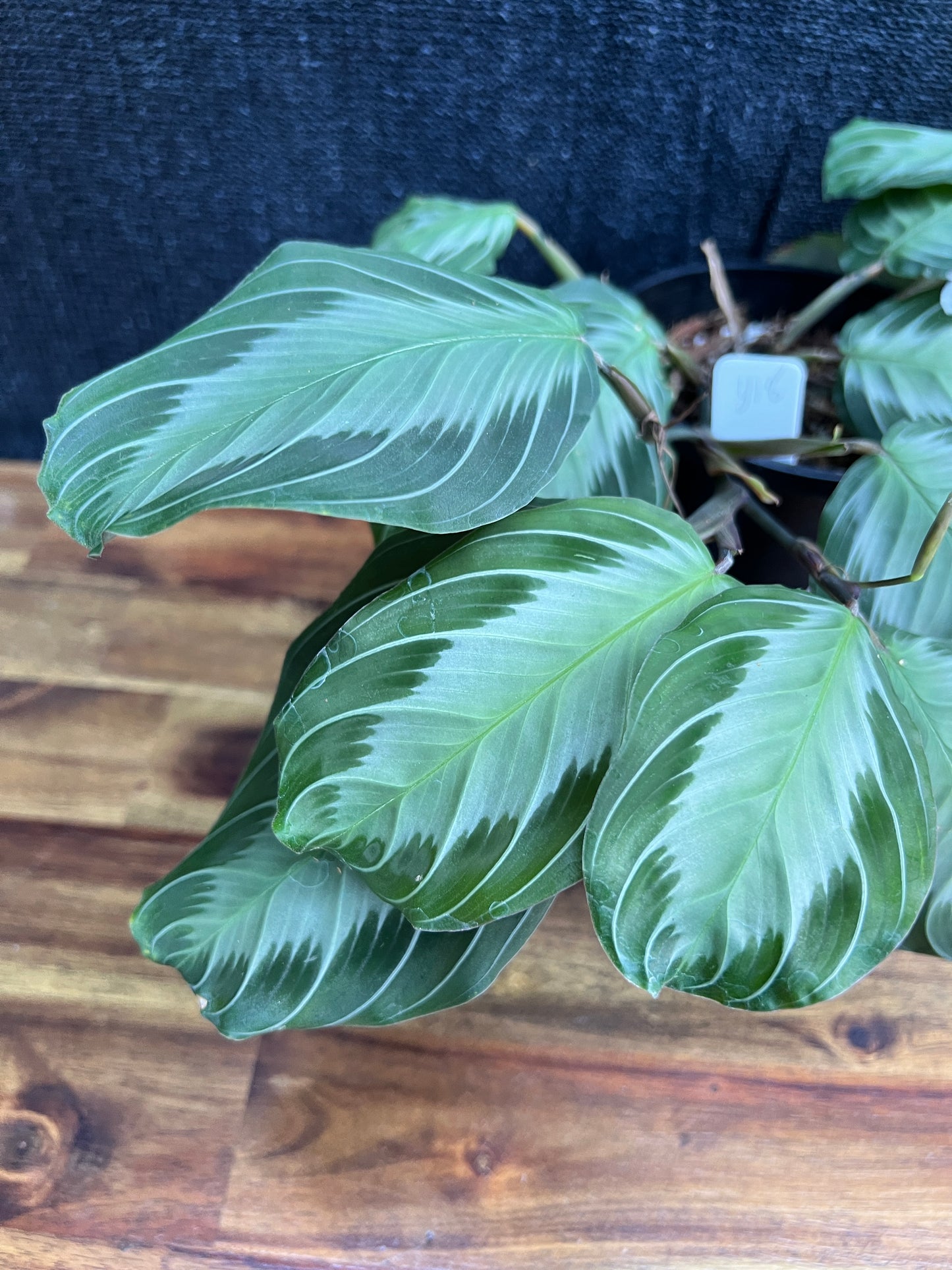 Maranta leuconeura 'Silver Band' Y18