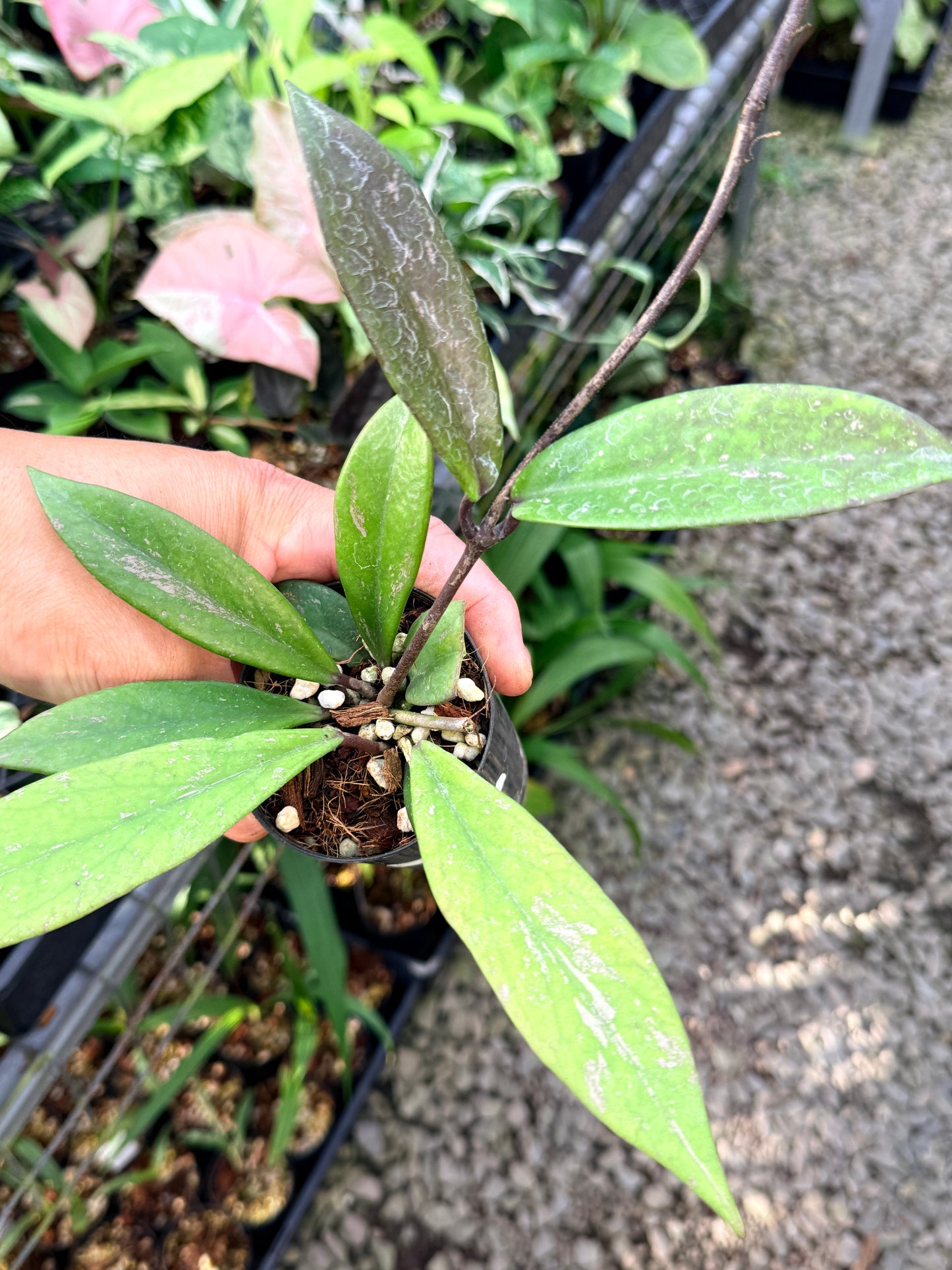Hoya Publica x Splash M44