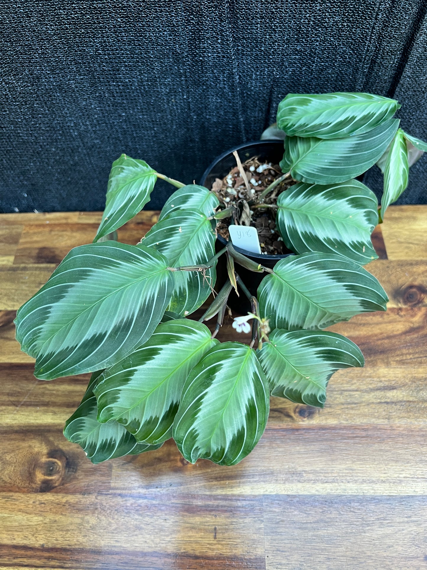 Maranta leuconeura 'Silver Band' Y18